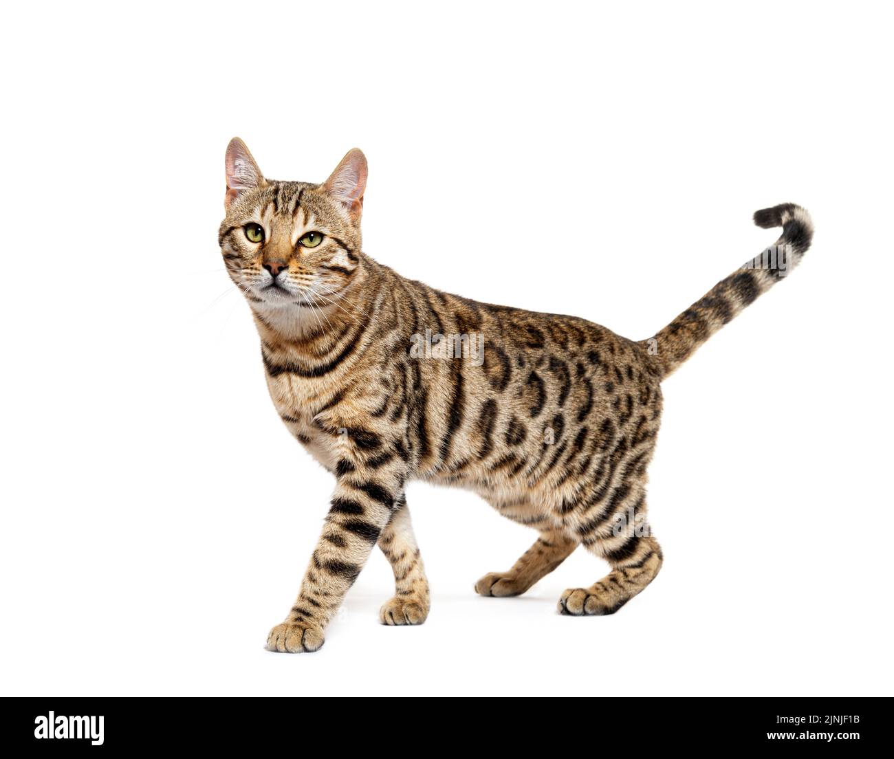 Bengal cat walking, isolated on white Stock Photo Alamy