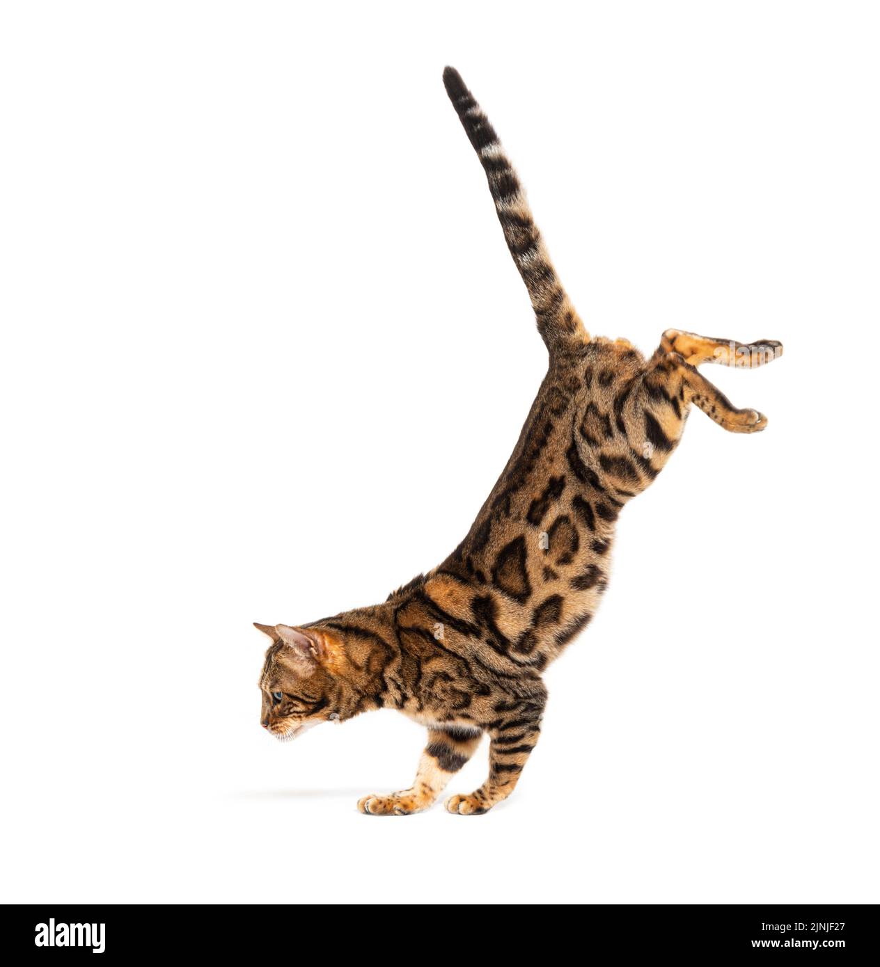 Side view of a Bengal cat jumping down, isolated on white Stock Photo