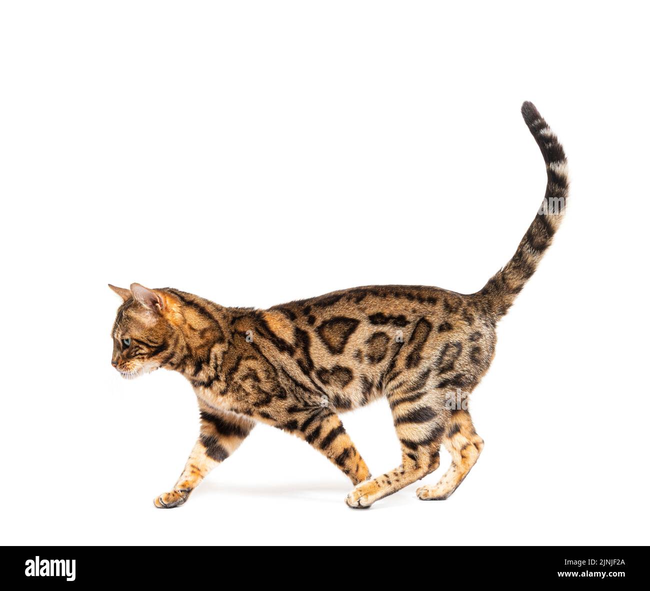 side-view-of-a-bengal-cat-walking-isolated-on-white-stock-photo-alamy