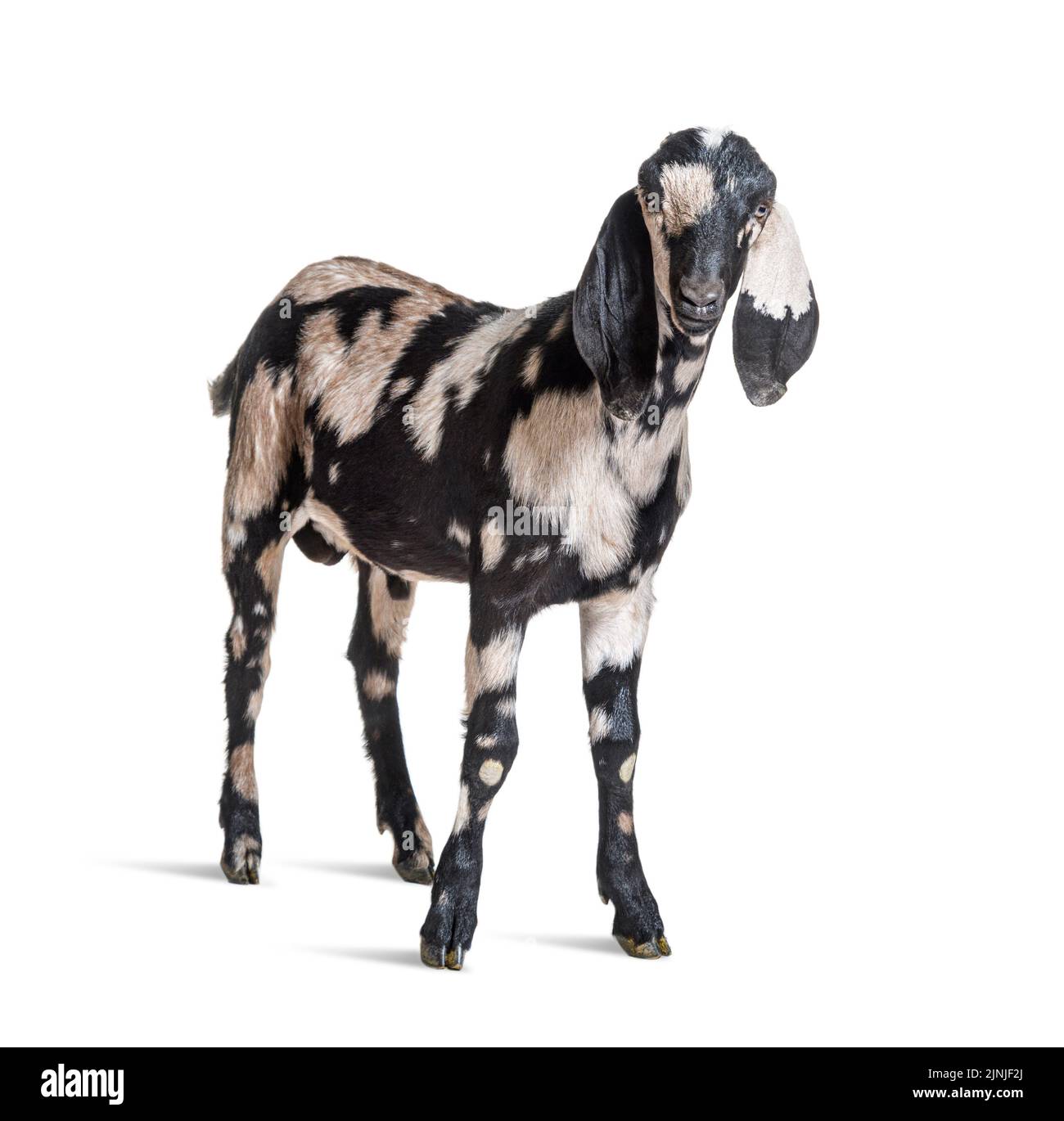 AngloNubian goat or Nubian Capra hircus isolated on white Stock