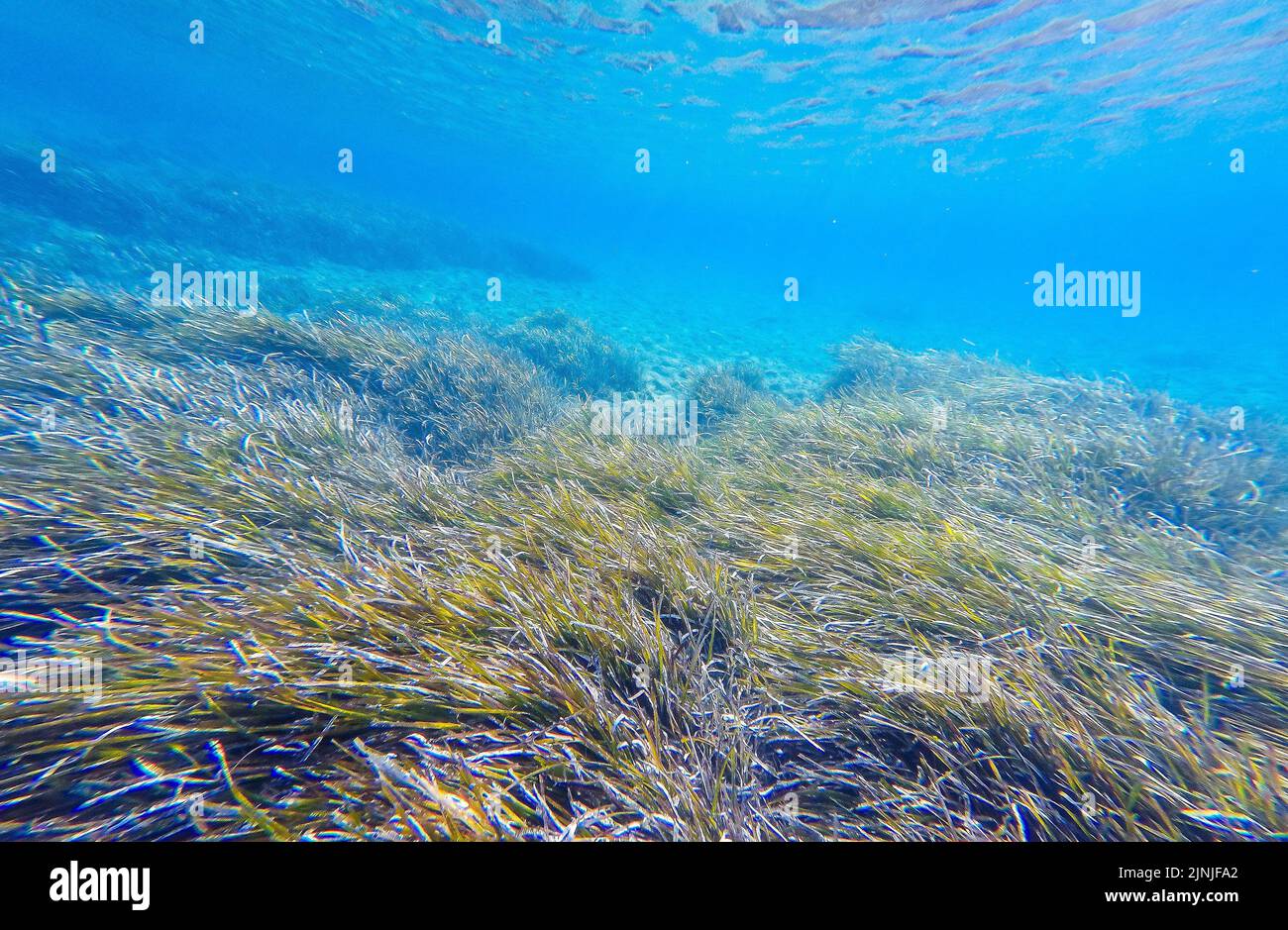 Sea grass ecosystem hires stock photography and images Alamy