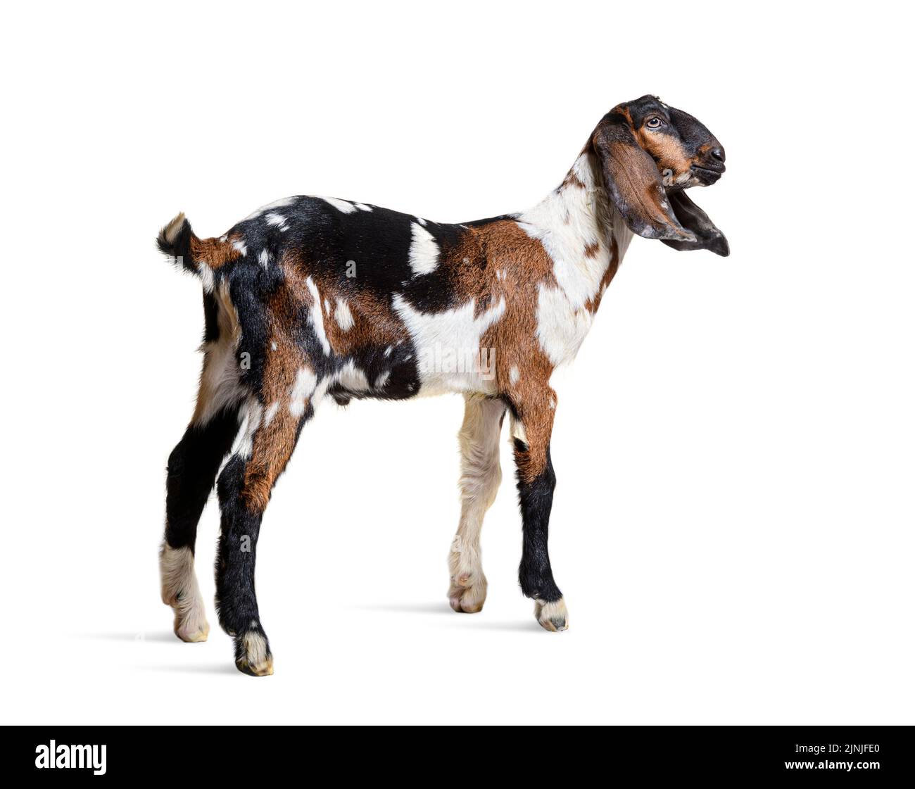 Side view of a AngloNubian goat or Nubian, isolated on white Stock