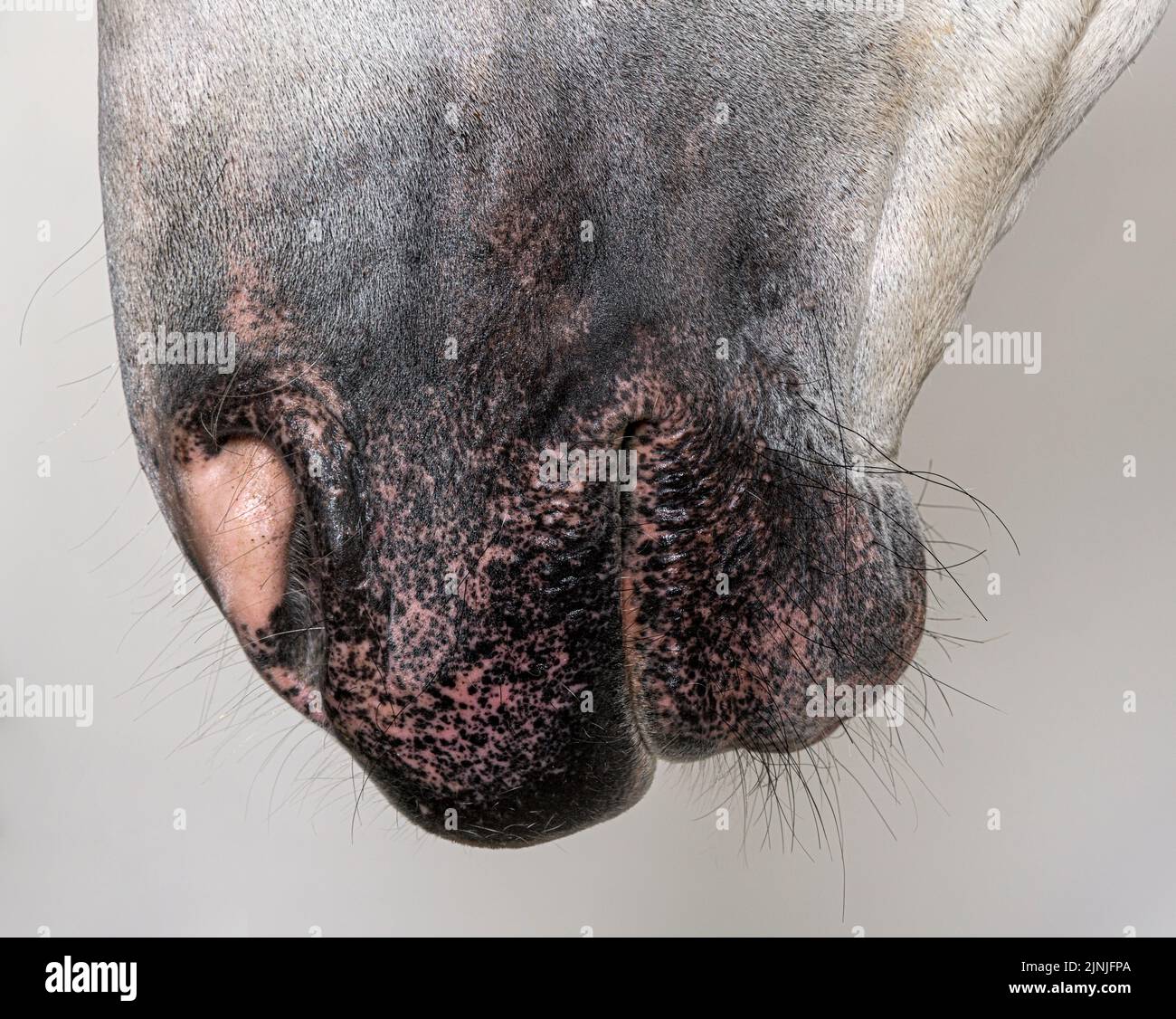 https://c8.alamy.com/comp/2JNJFPA/close-up-on-the-nose-and-nostrils-of-a-lusitano-horse-2JNJFPA.jpg