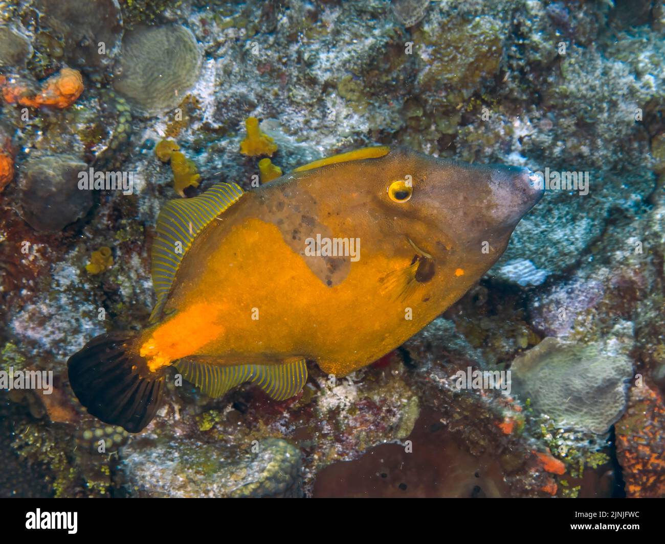 A White-spotted Filefish (Cantherhines macrocerus) in Cozumel, Mexico Stock Photo