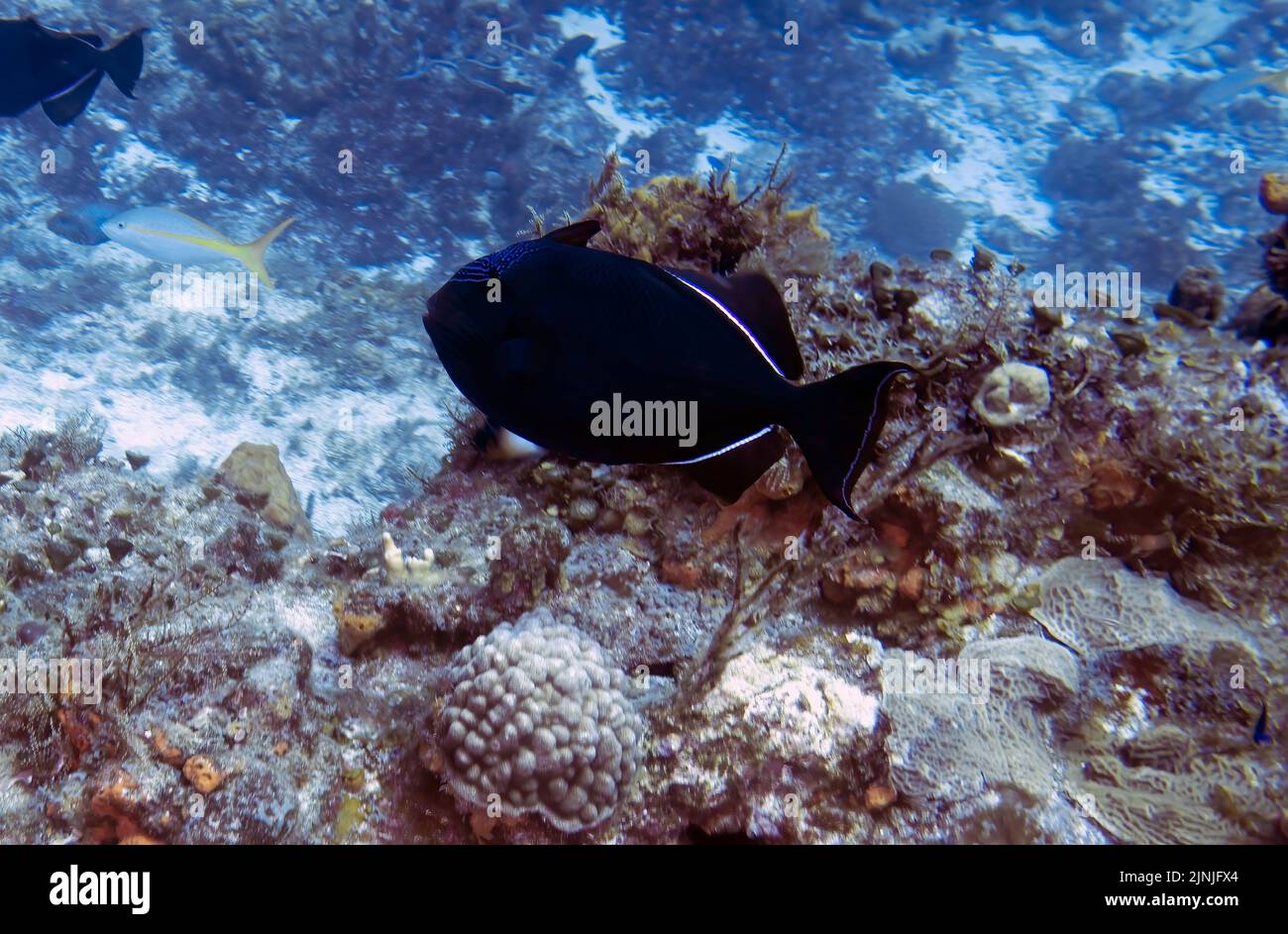 A Black Durgon (Melichthys niger) in Cozumel, Mexico Stock Photo