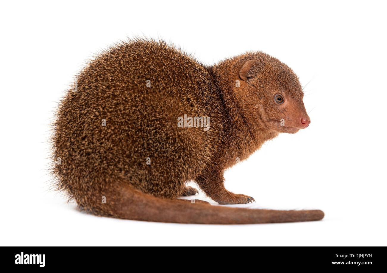 Ethiopian dwarf mongoose, Helogale hirtula, isolated on white Stock
