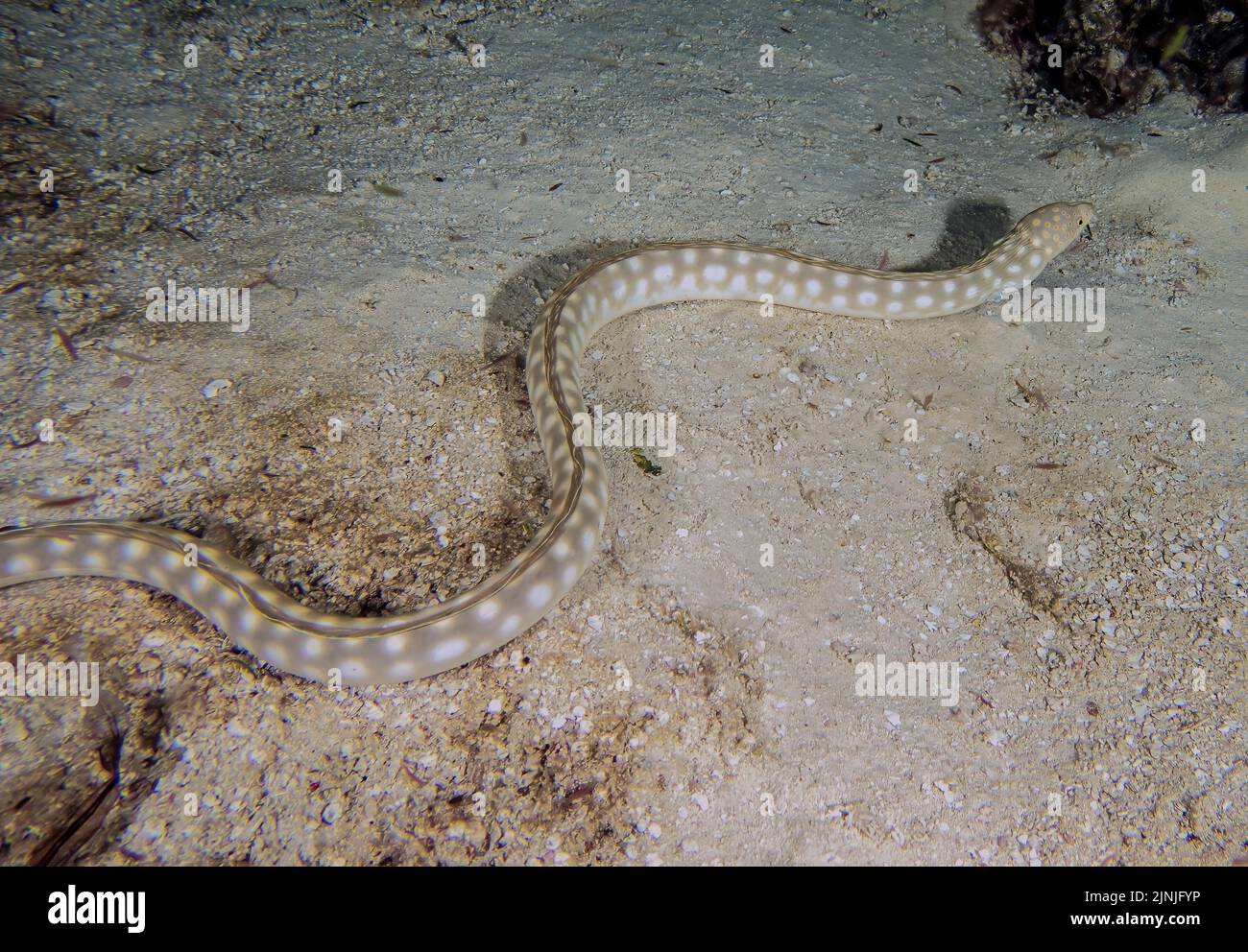 A Sharptail Eel (Myrichthys breviceps) at night in Cozumel, Mexico Stock Photo