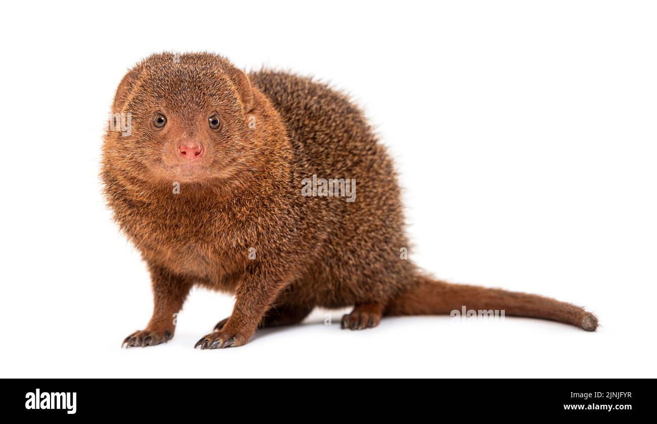 Ethiopian dwarf mongoose, Helogale hirtula, isolated on white Stock