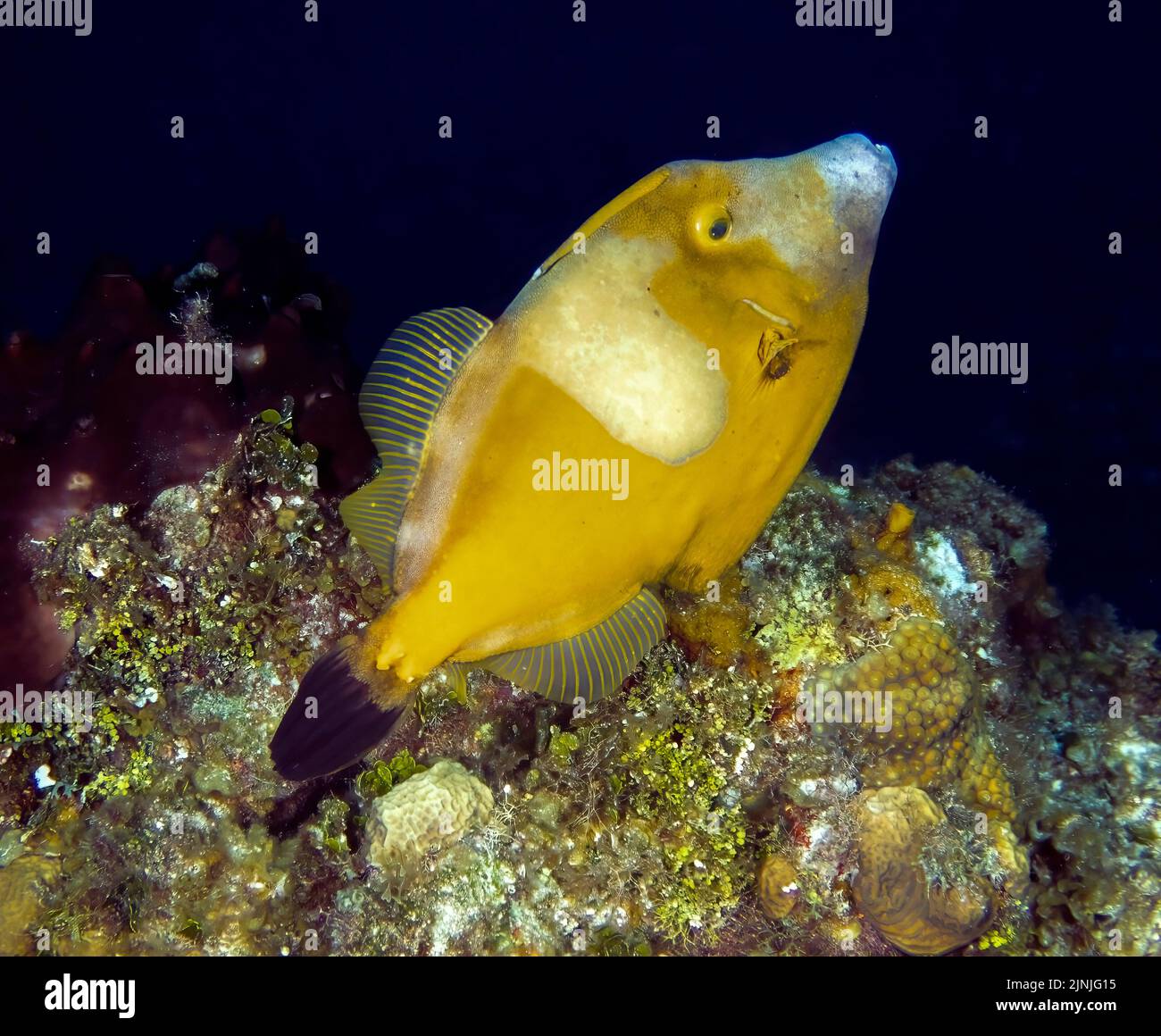 A White-spotted Filefish (Cantherhines macrocerus) in Cozumel, Mexico Stock Photo