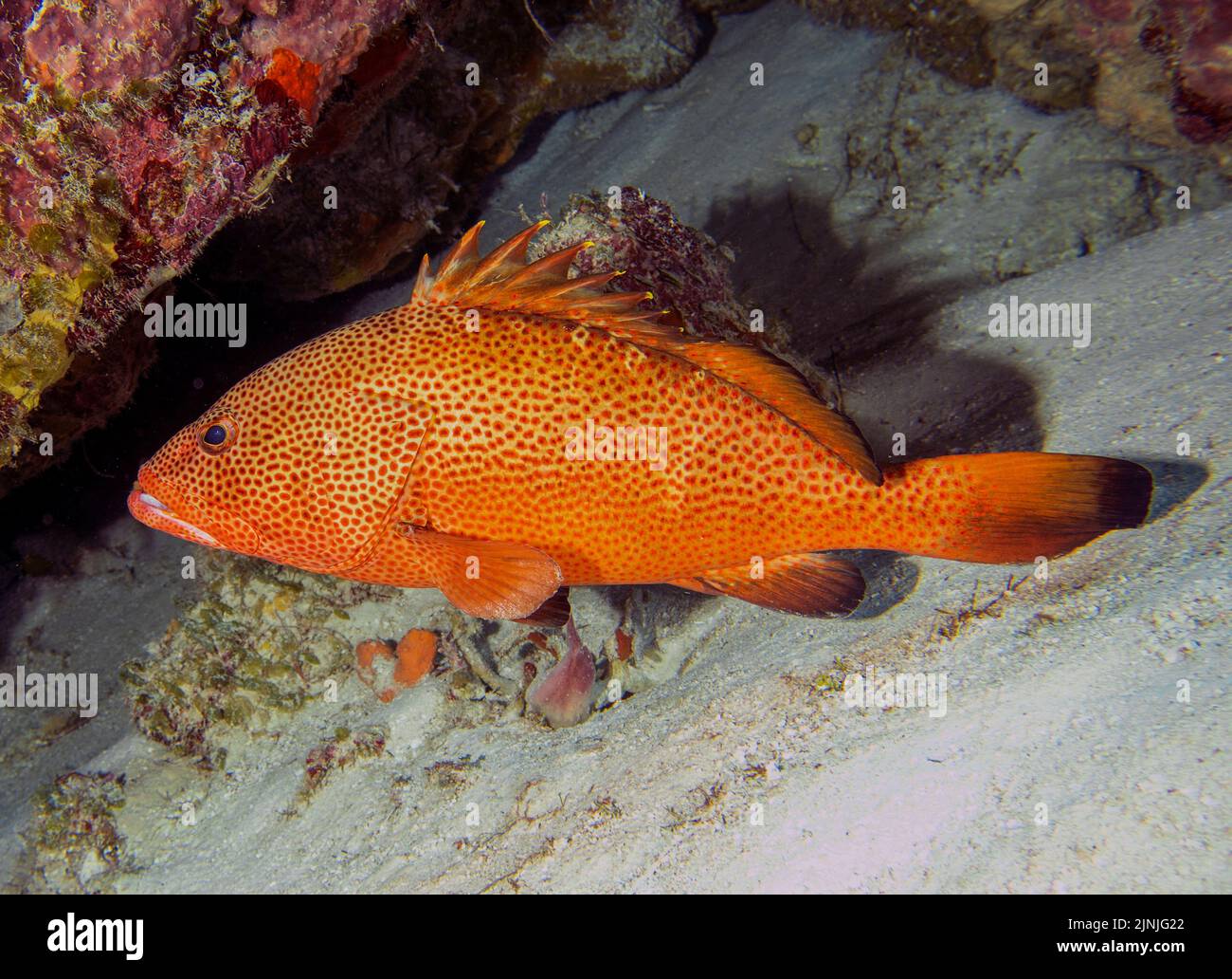 A large Red Hind (Epinephelus guttatus) in Cozumel, Mexico Stock Photo
