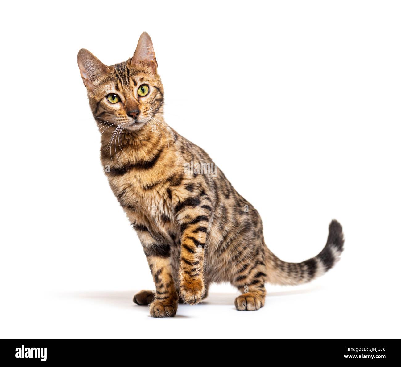 Bengal Cat Facing The Camera Isolated On White Stock Photo Alamy bengal-cat-facing-the-camera-isolated-on-white-stock-photo-alamy