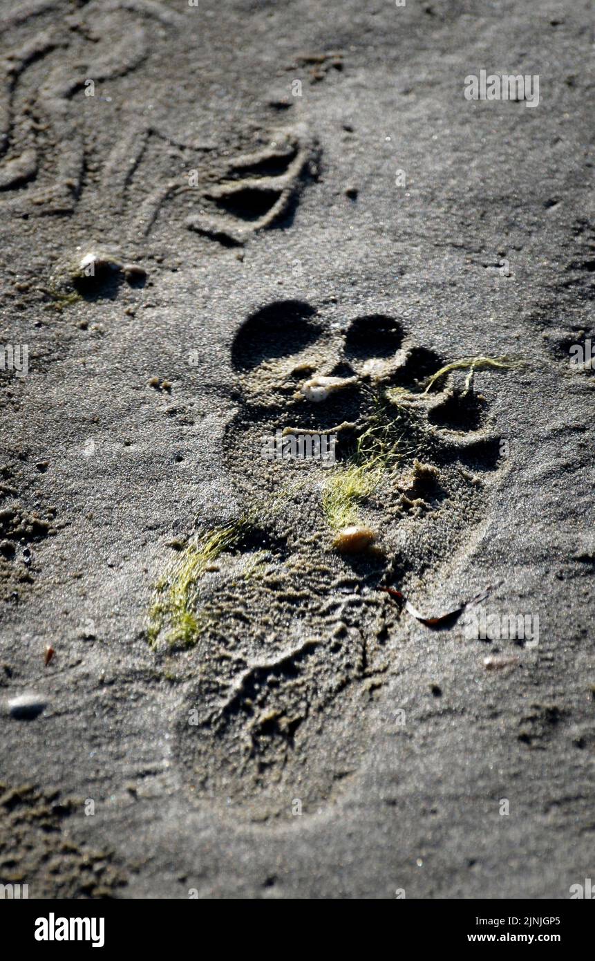 childs footprint in sand Stock Photo