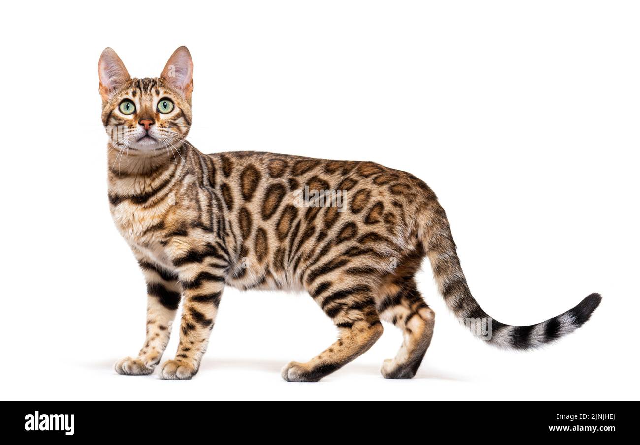 Standing brown bengal cat, side view, isolated on white Stock Photo Alamy