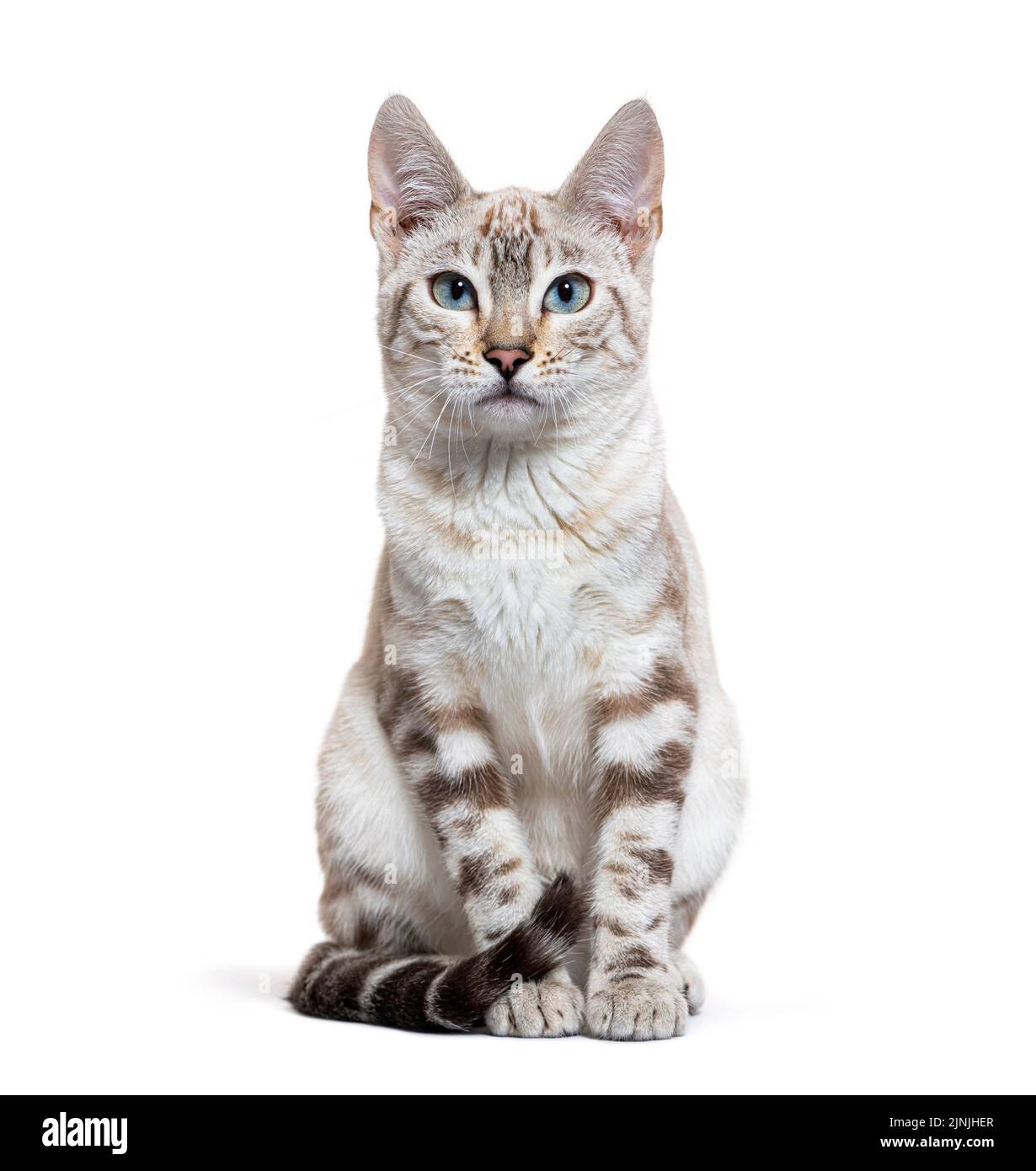 Snow lynx Bengal cat facing the camera, isolated on white Stock Photo