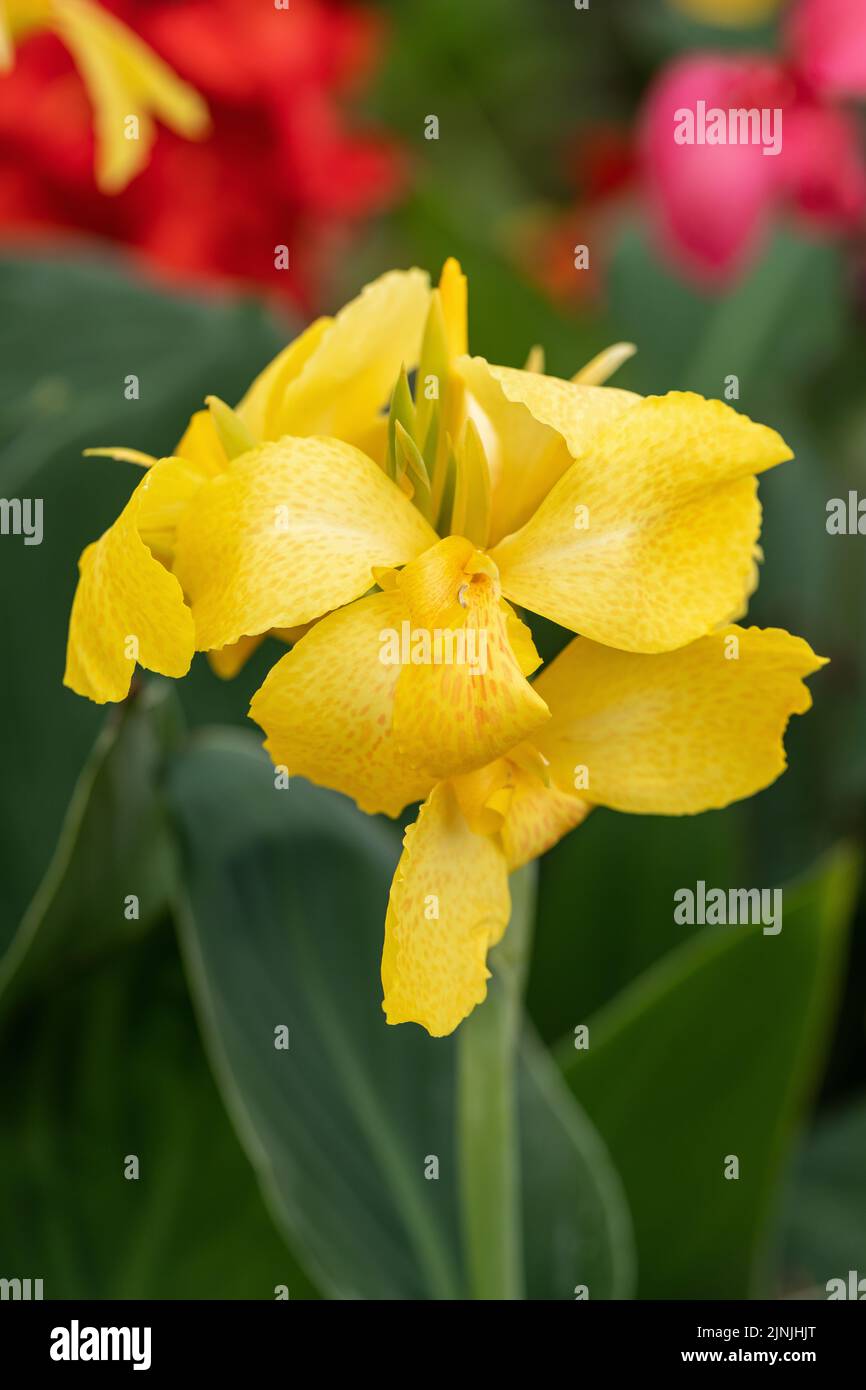 Close up of a yellow Canna cannova bloom flowering in the UK Stock Photo
