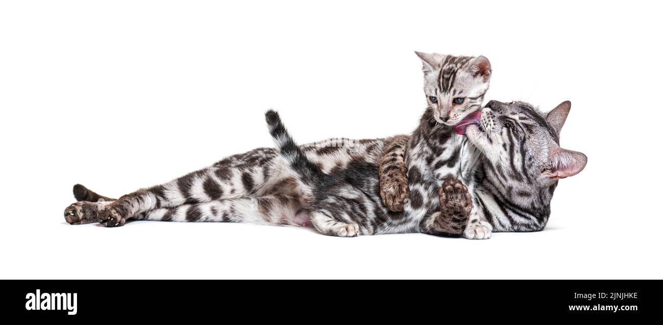Mother Bengal cat cuddling her kitten, isolated on white Stock Photo