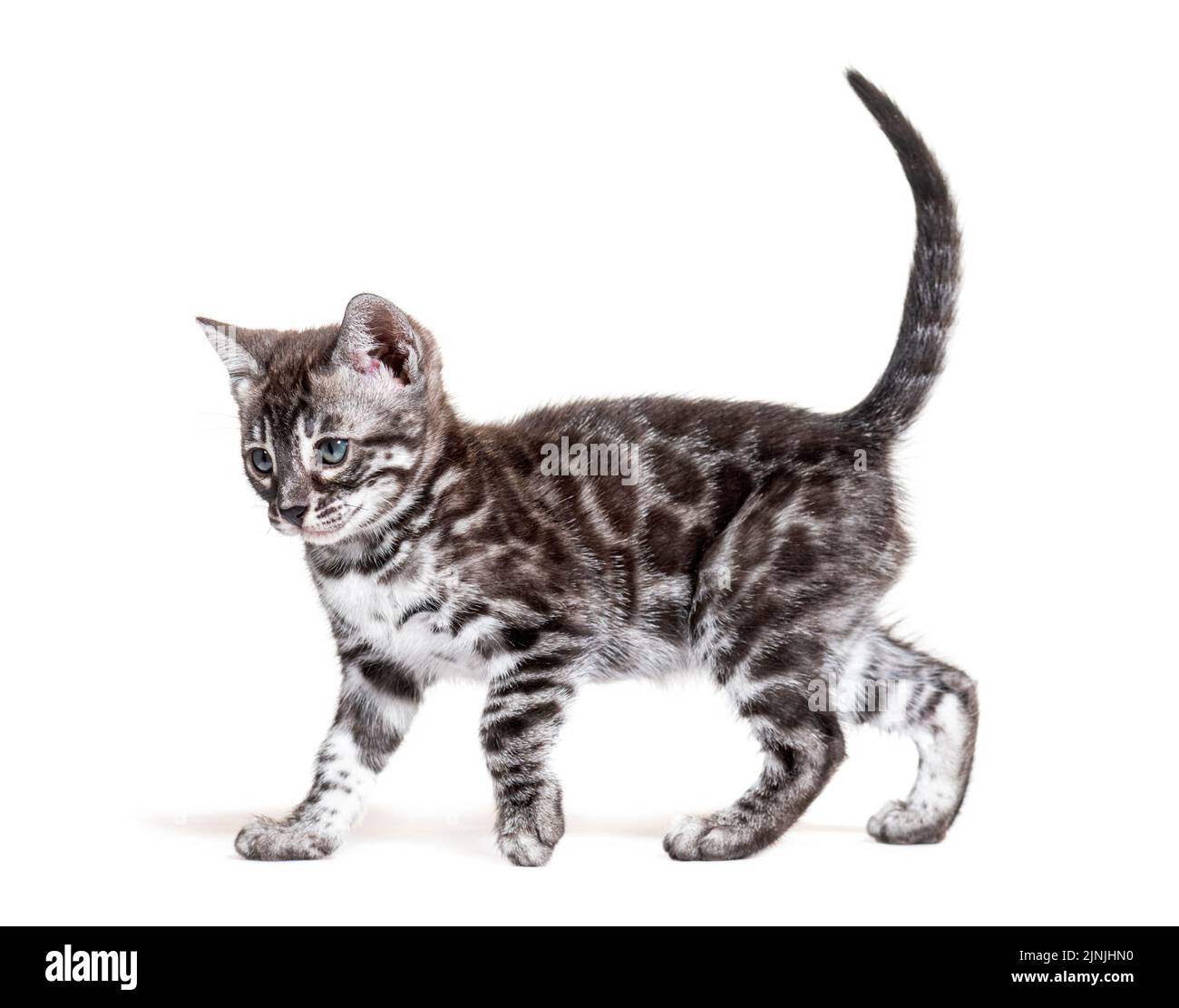 side view of a blue eyed Bengal cat kitten walking, isolated on white Stock Photo Alamy