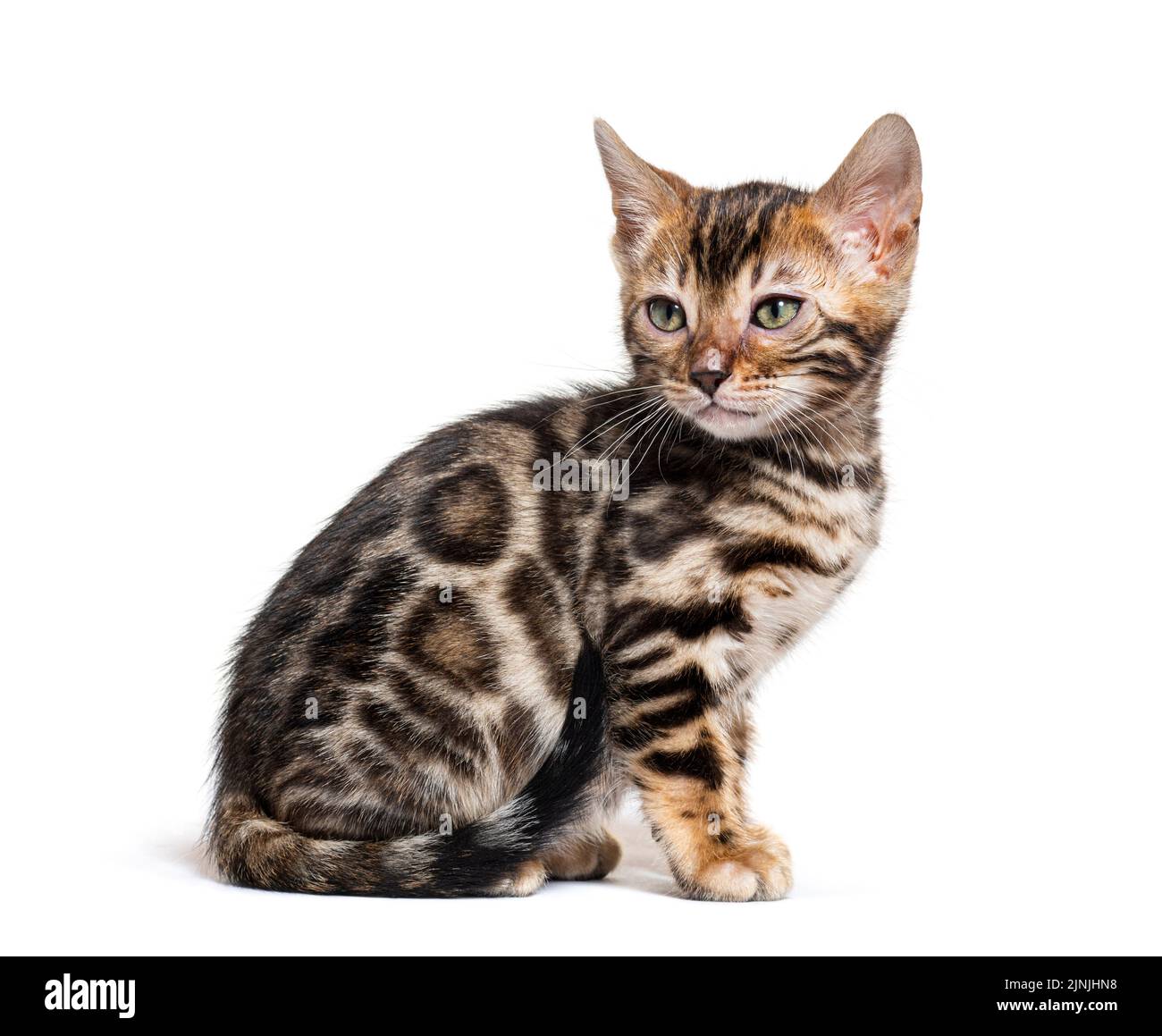 Sitting Bengal cat kitten, isolated on white Stock Photo