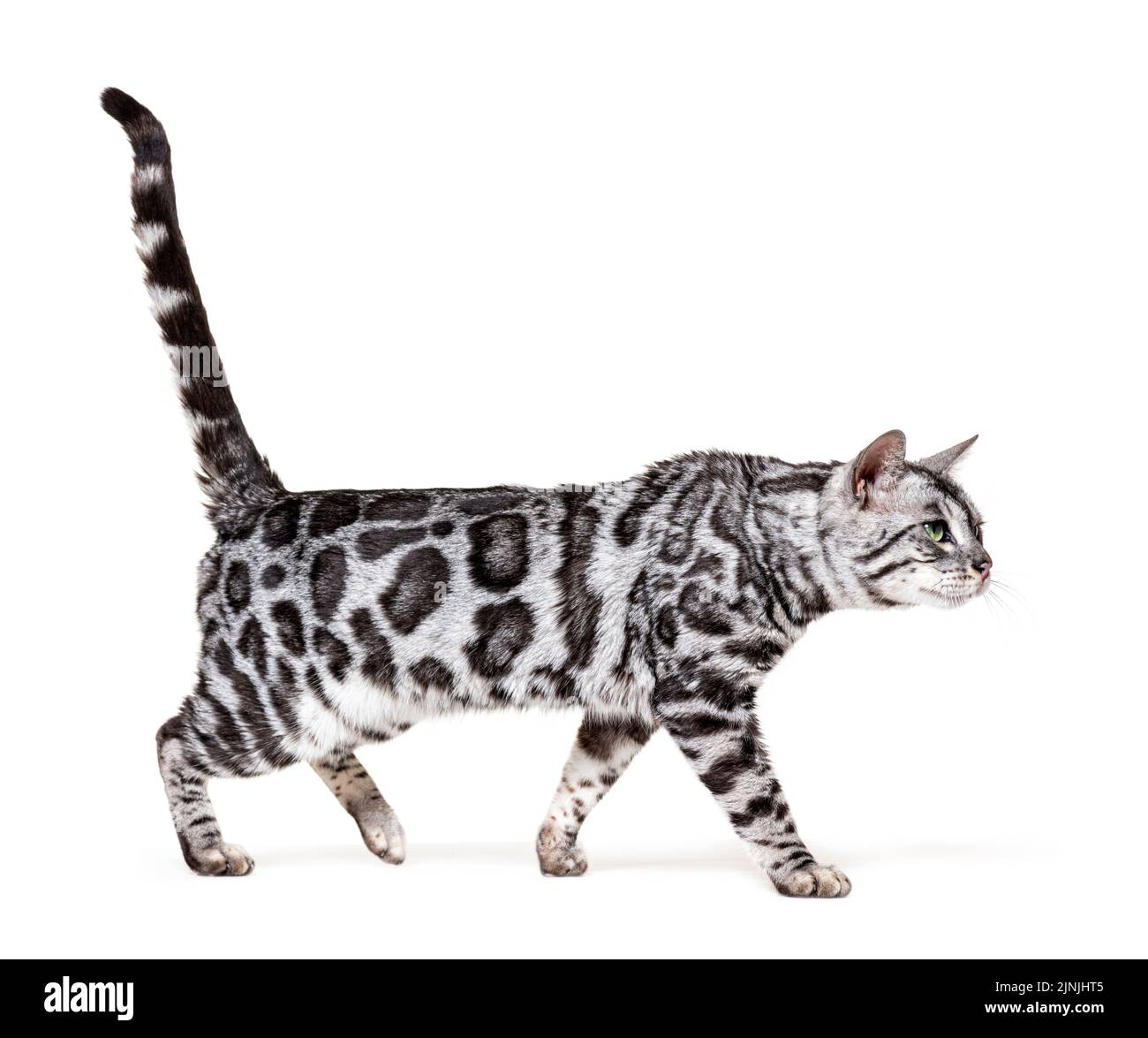 Back view of a Bengal cat kitten, isolated on white Stock Photo Alamy