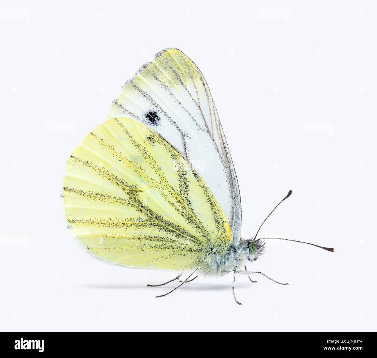 Side view of a Cabbage butterfly, Pieris brassicae, isolated on white