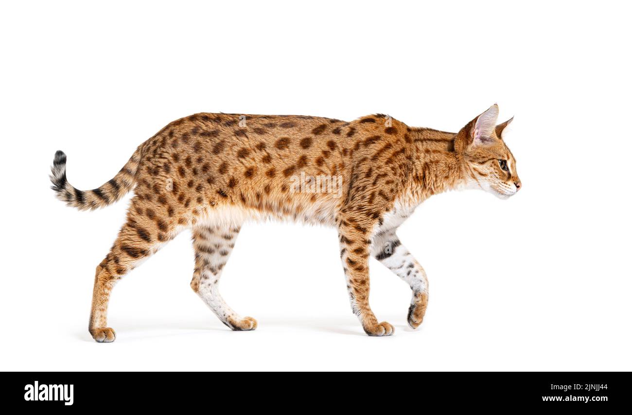 profile of a Savannah F1 cat walking, cross between a serval and a