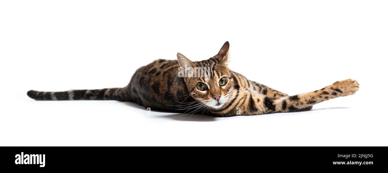 Bengal cat lying down, isolated on white Stock Photo