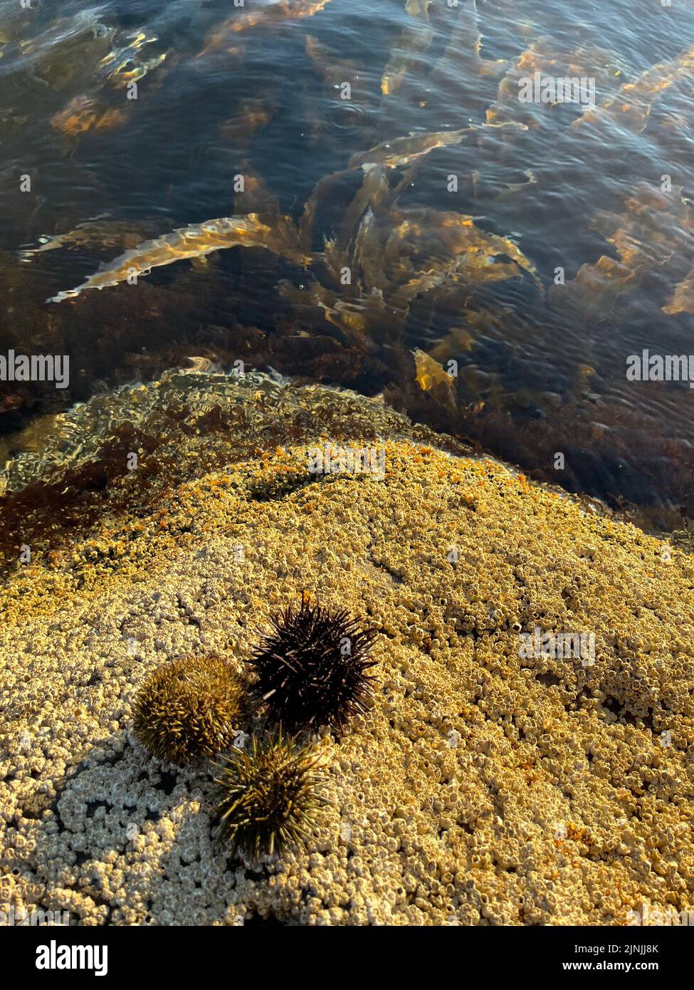 Sea urchins and kombu seaweed Stock Photo