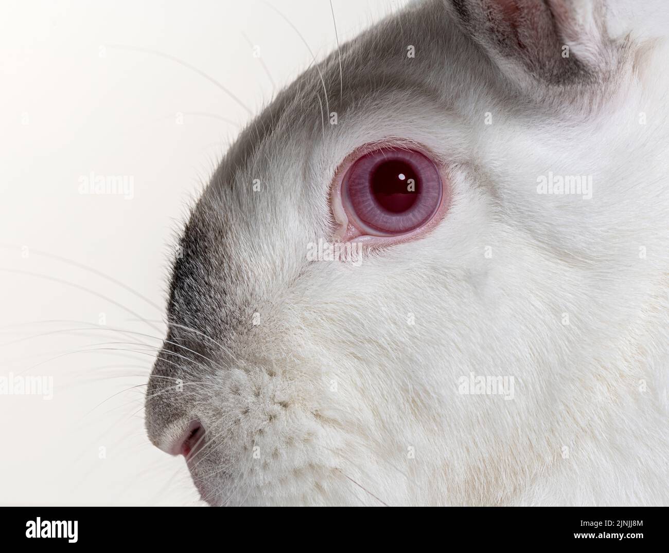 Clse-up on a albinos eye of a Crossbreed rabbit Stock Photo - Alamy