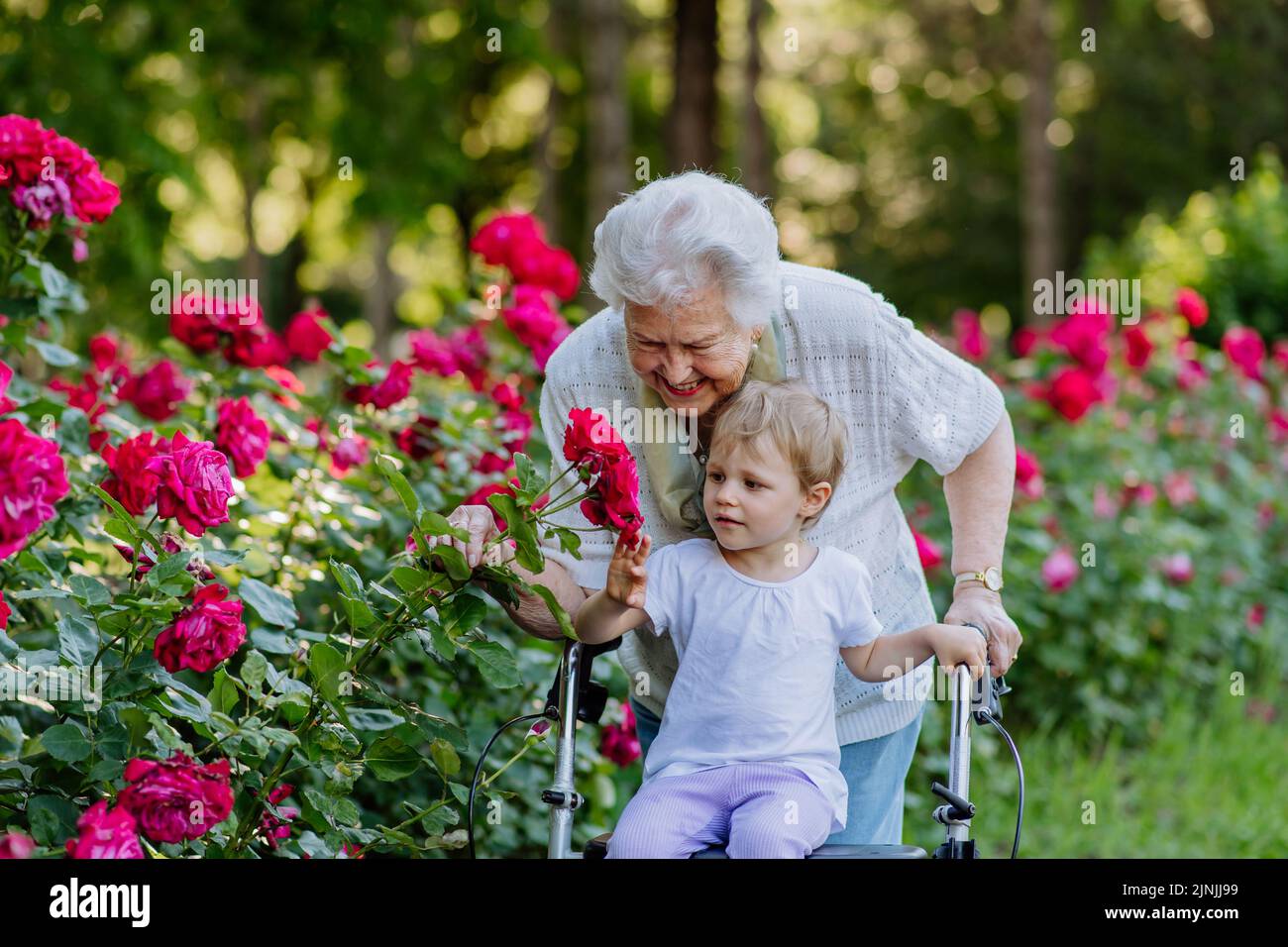 Great grandmother on walk with walker with her granddaughter in park in summer , generation family concept. Stock Photo