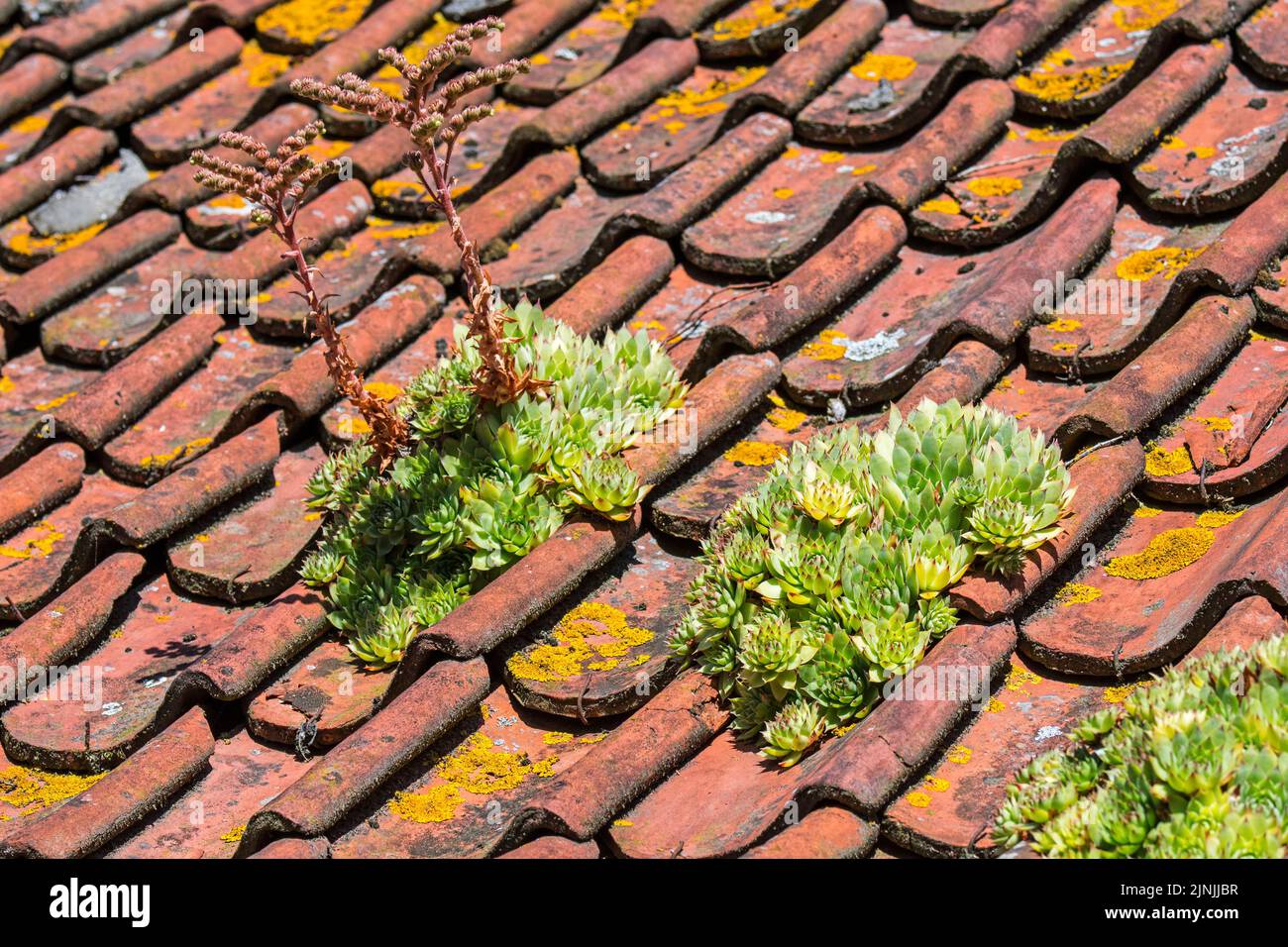 Common houseleek (Sempervivum tectorum) growing on old house roof with red roofing tiles, traditionally to protect buildings against lightning strikes Stock Photo