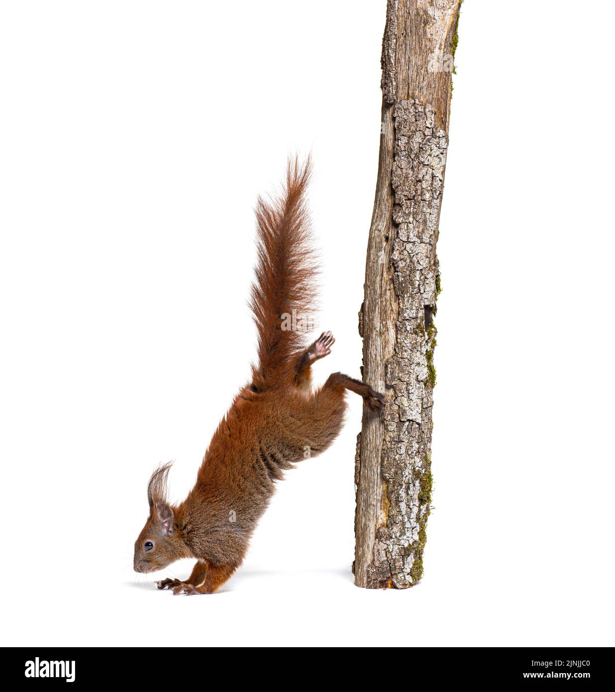 Eurasian red squirrel getting off a tree branch, sciurus vulgaris ...