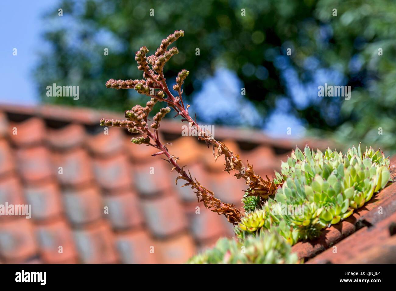 Common houseleek (Sempervivum tectorum) growing on old house roof with red roofing tiles, traditionally to protect buildings against lightning strikes Stock Photo
