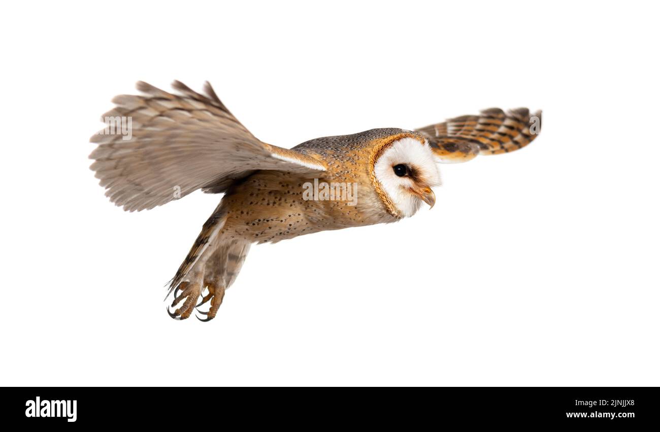 Side view of a Barn Owl, nocturnal bird of prey, flying wings spread, Tyto alba, isolated on withe Stock Photo