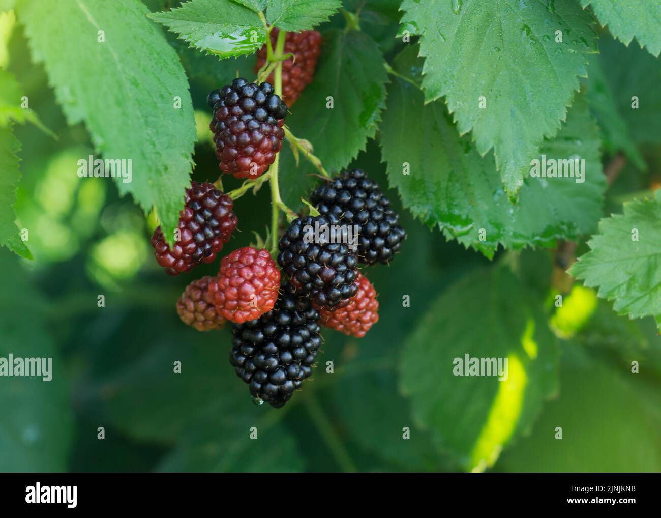 Underipe Raspberries Macro green unripe raspberry hi-res stock photography and images - Alamy