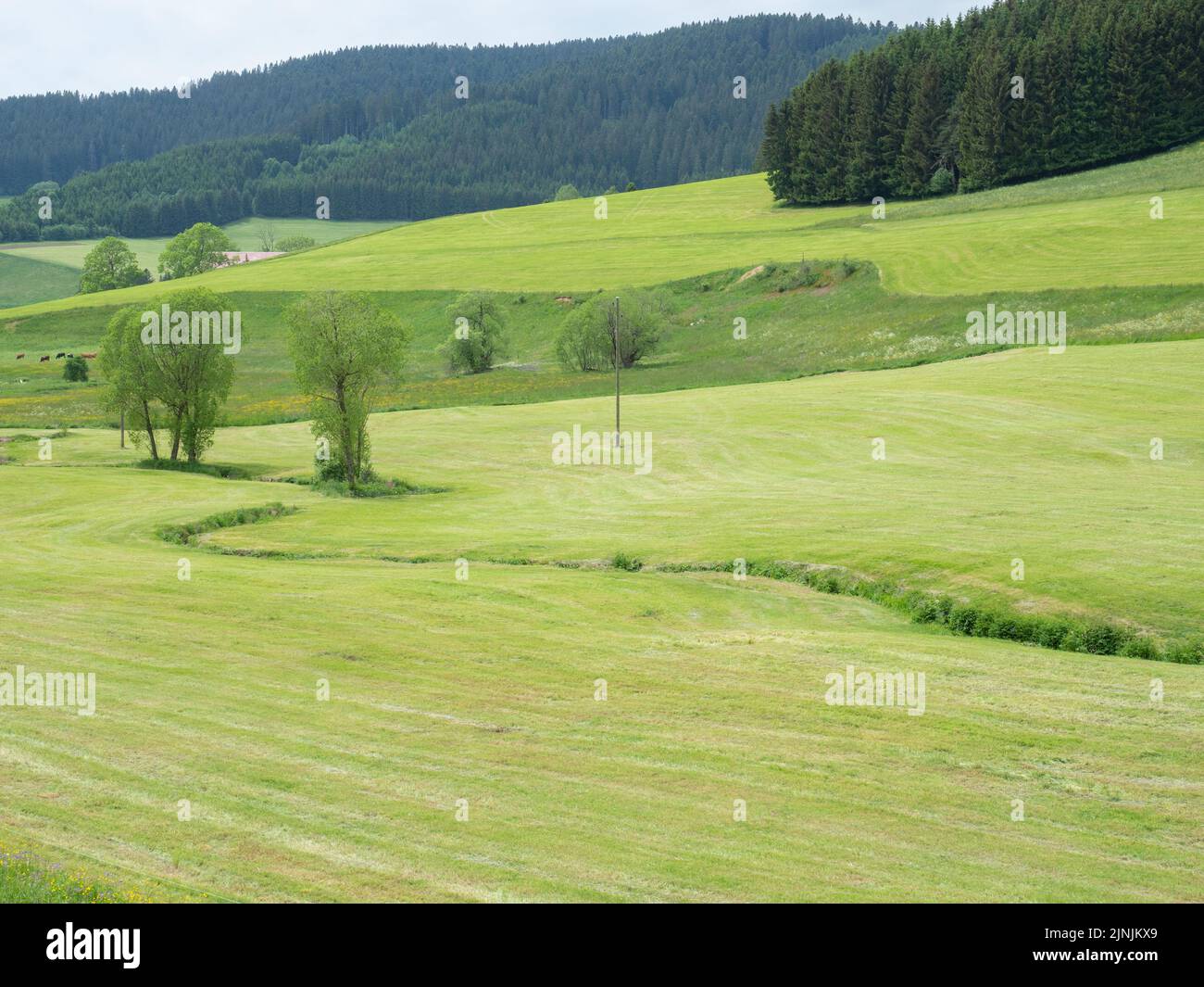 Black Forest, Germany - May 28th 2022: A small stream meanderung through the meadows and hills. Stock Photo