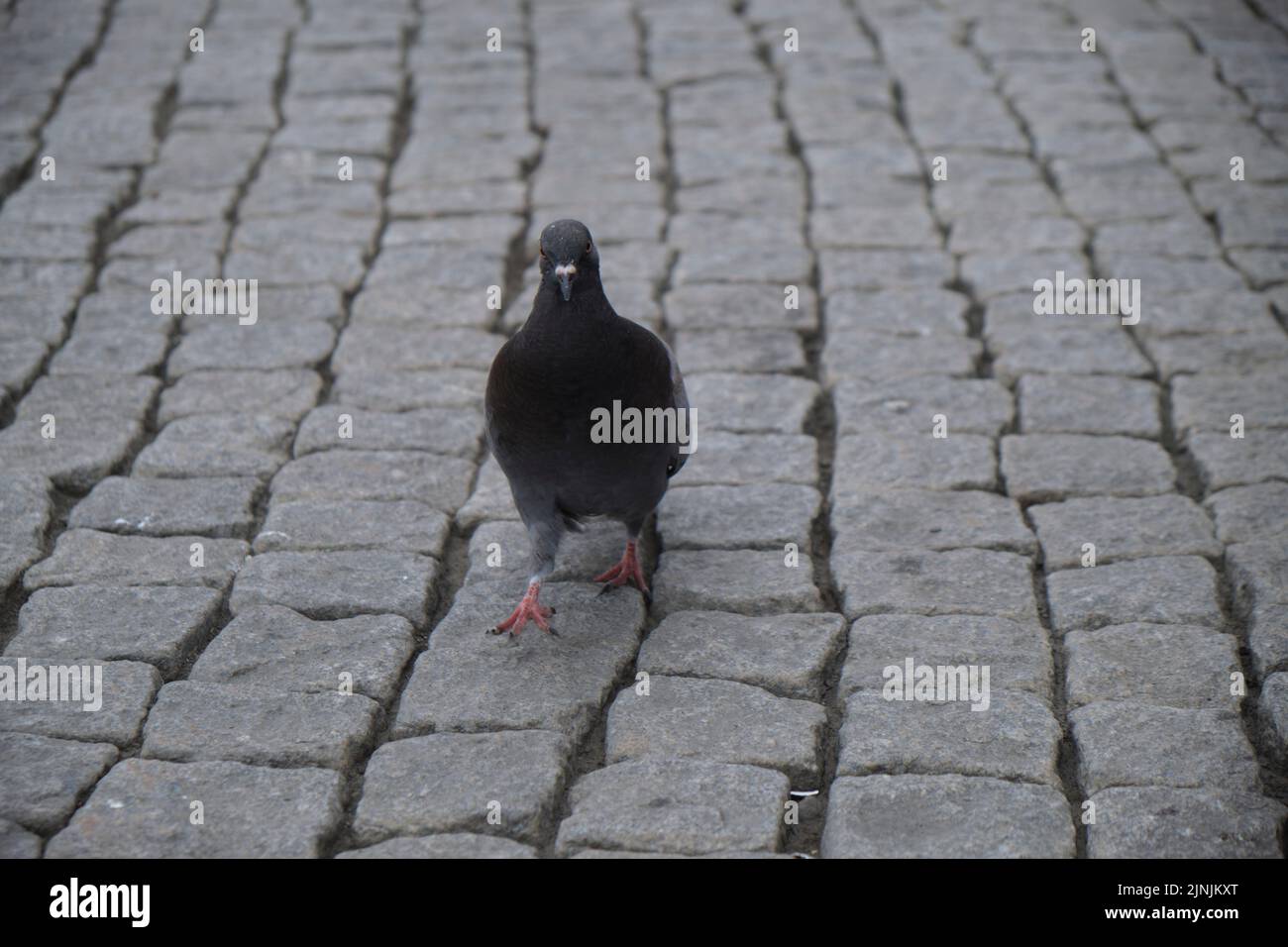 A dove going for a walk on the cobbelstone street in Kragero, Norway. Stock Photo