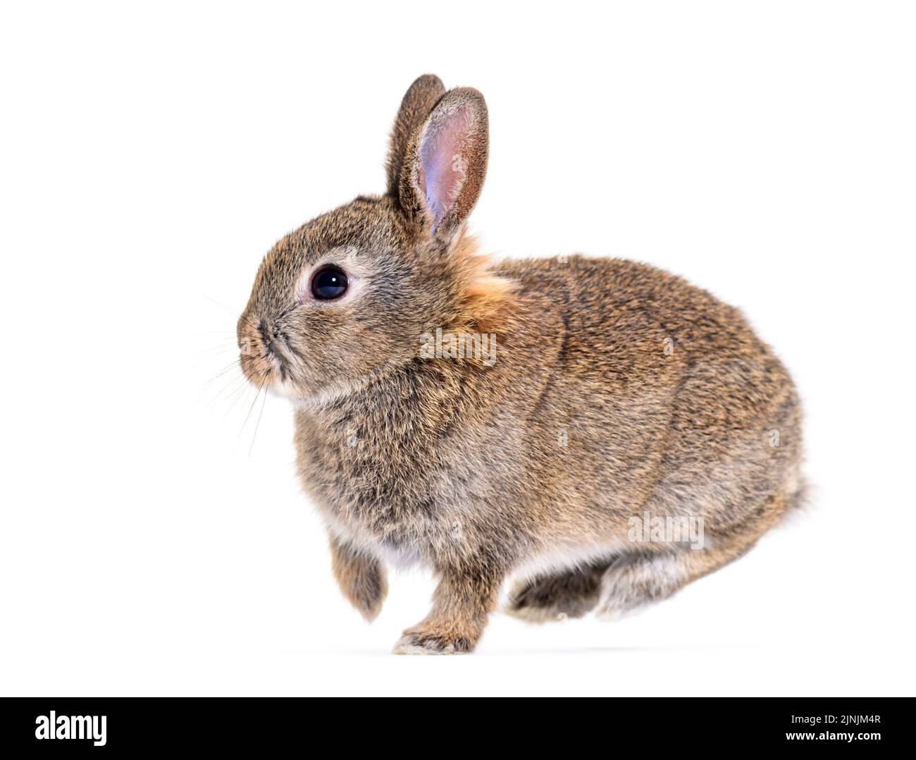 Leaping rabbit hires stock photography and images Alamy