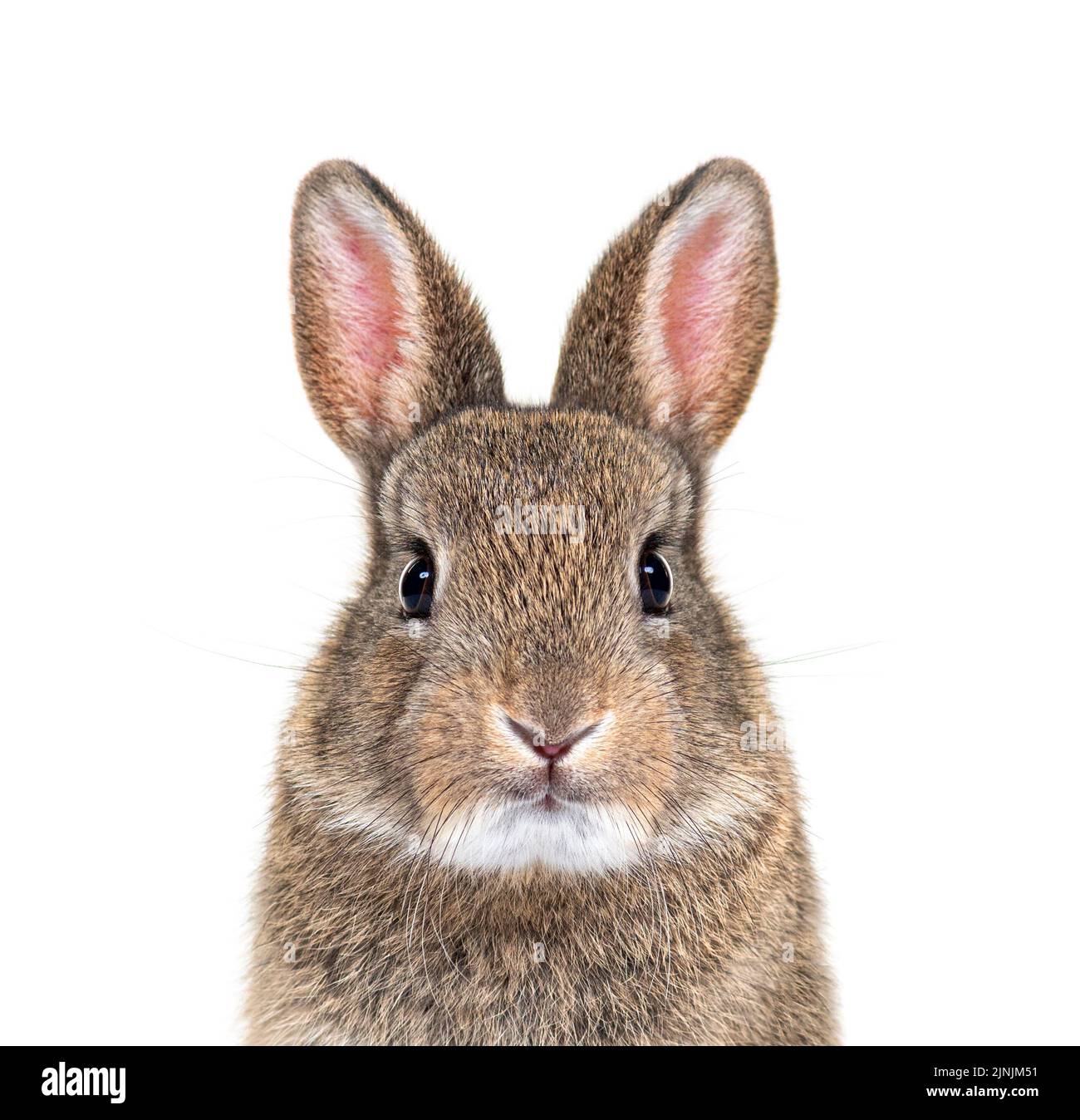 Young European rabbit facing and looking at the camera, Oryctolagus