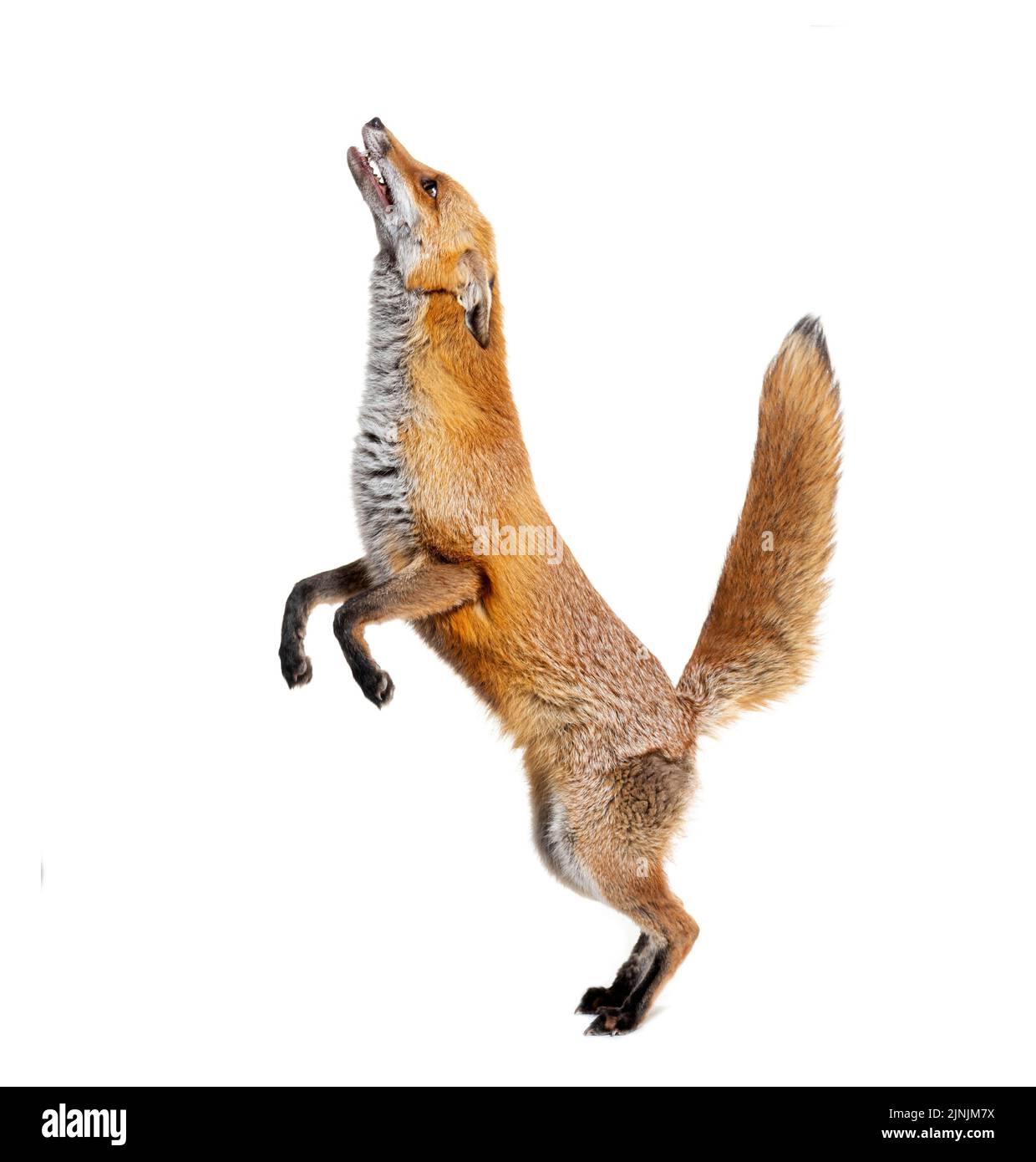 Red fox jumping, looking up, two years old, isolated on white Stock
