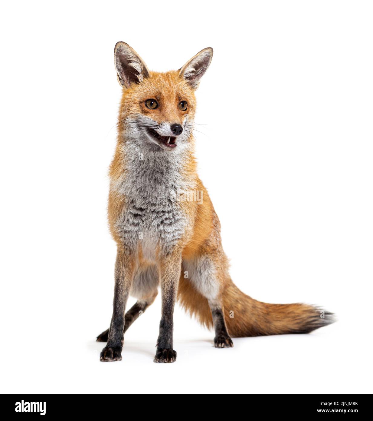 Red fox standing in his Cut Out Stock Images & Pictures - Alamy