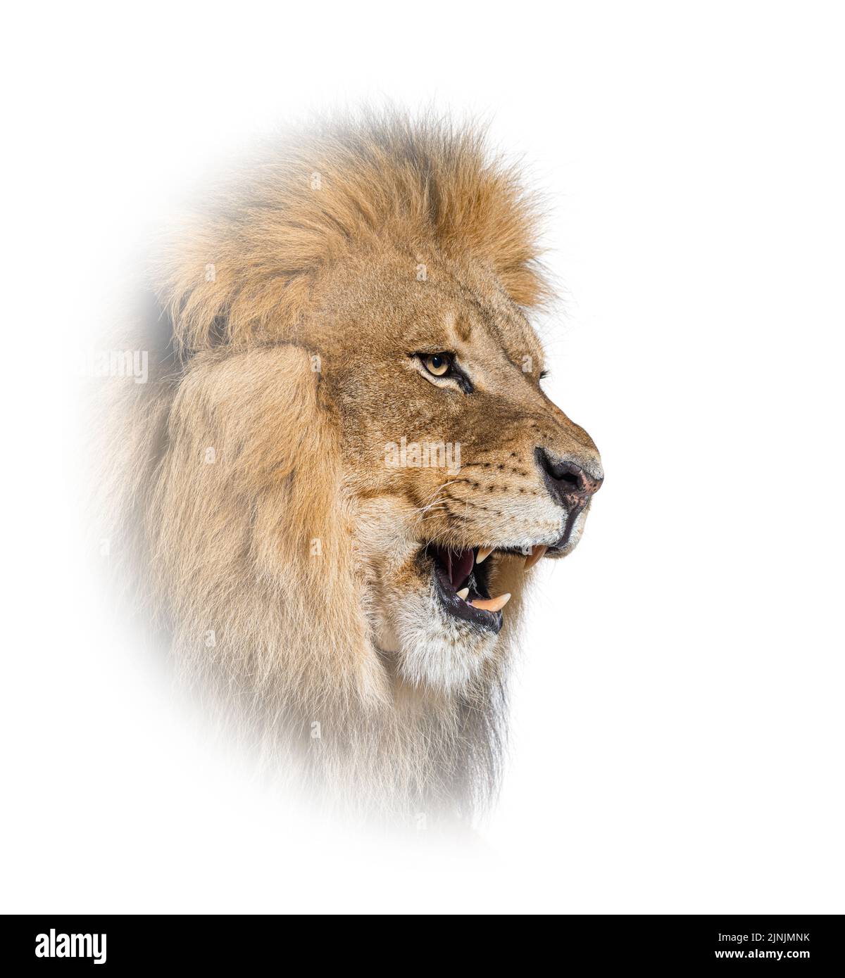 Roaring lion head Cut Out Stock Images & Pictures - Alamy