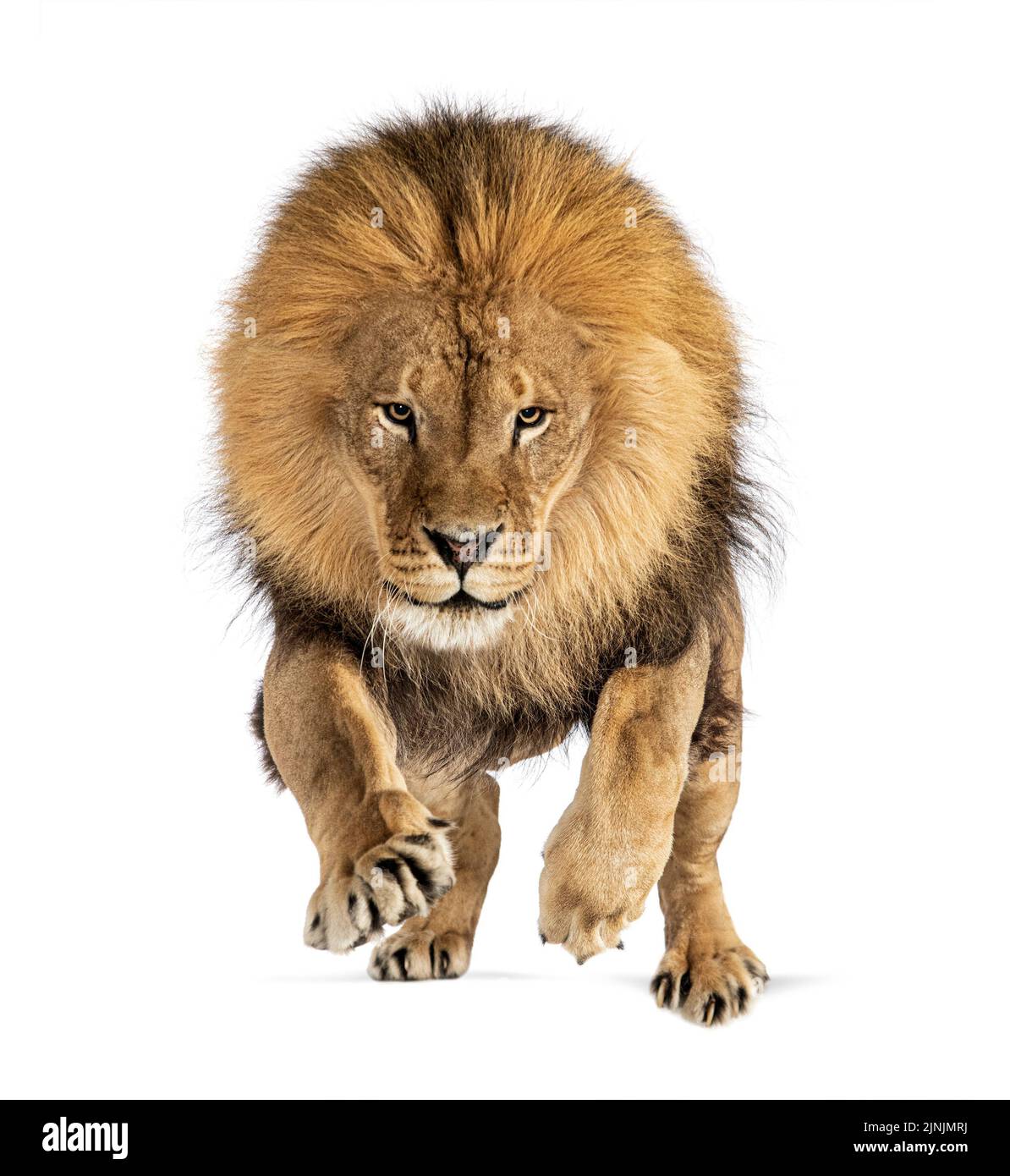 Front view of a Male adult lion jumping on the camera, isolated on white Stock Photo