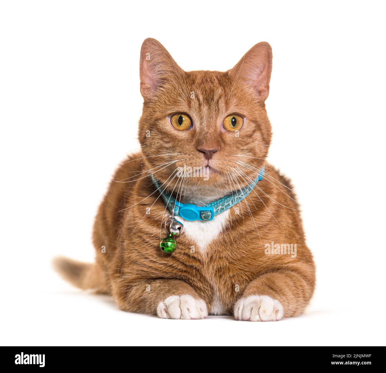 Orange cat clearance collar