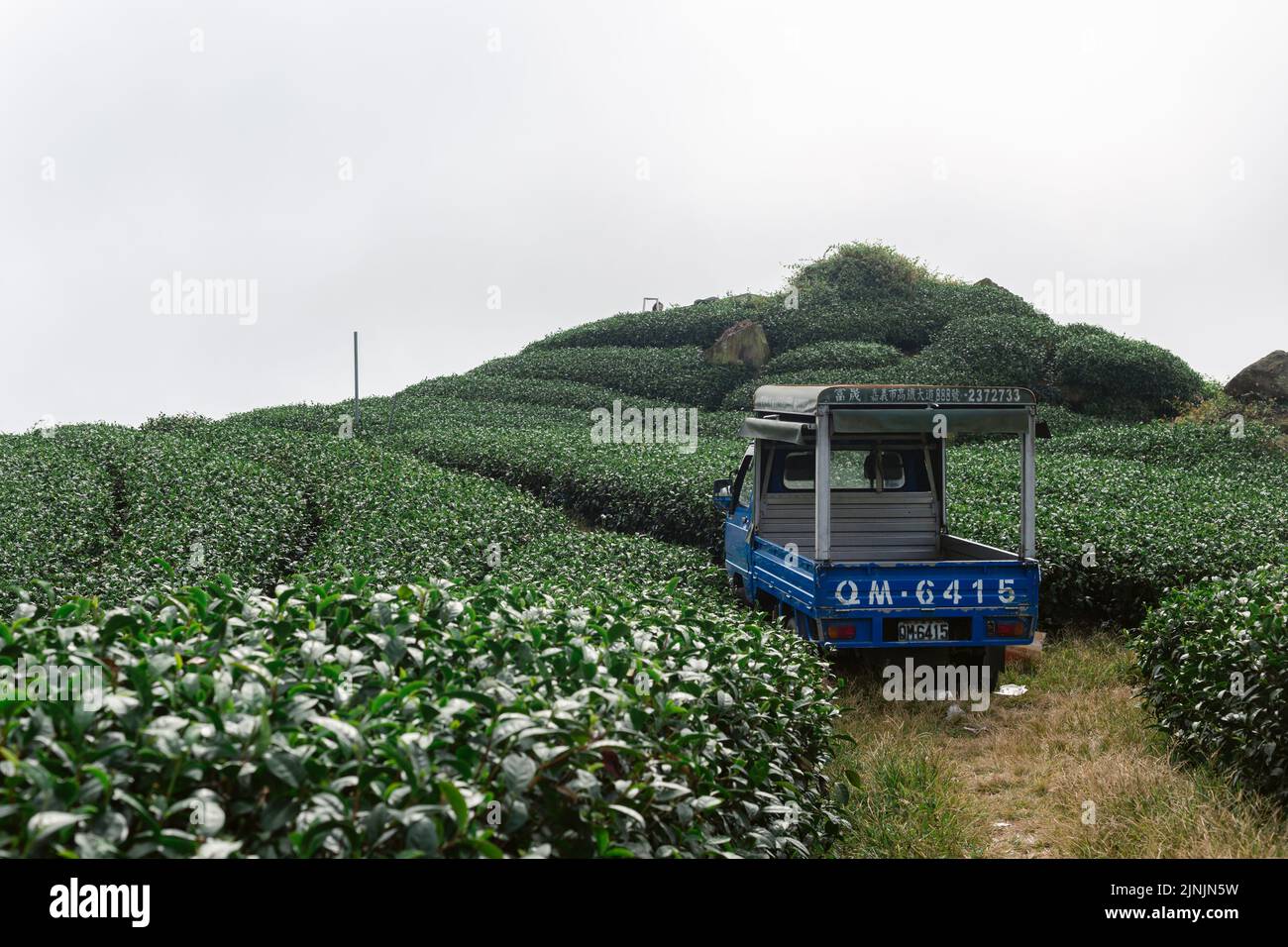 An aerial view of car in Oolong tea field surrounded by trees in Taiwan Stock Photo