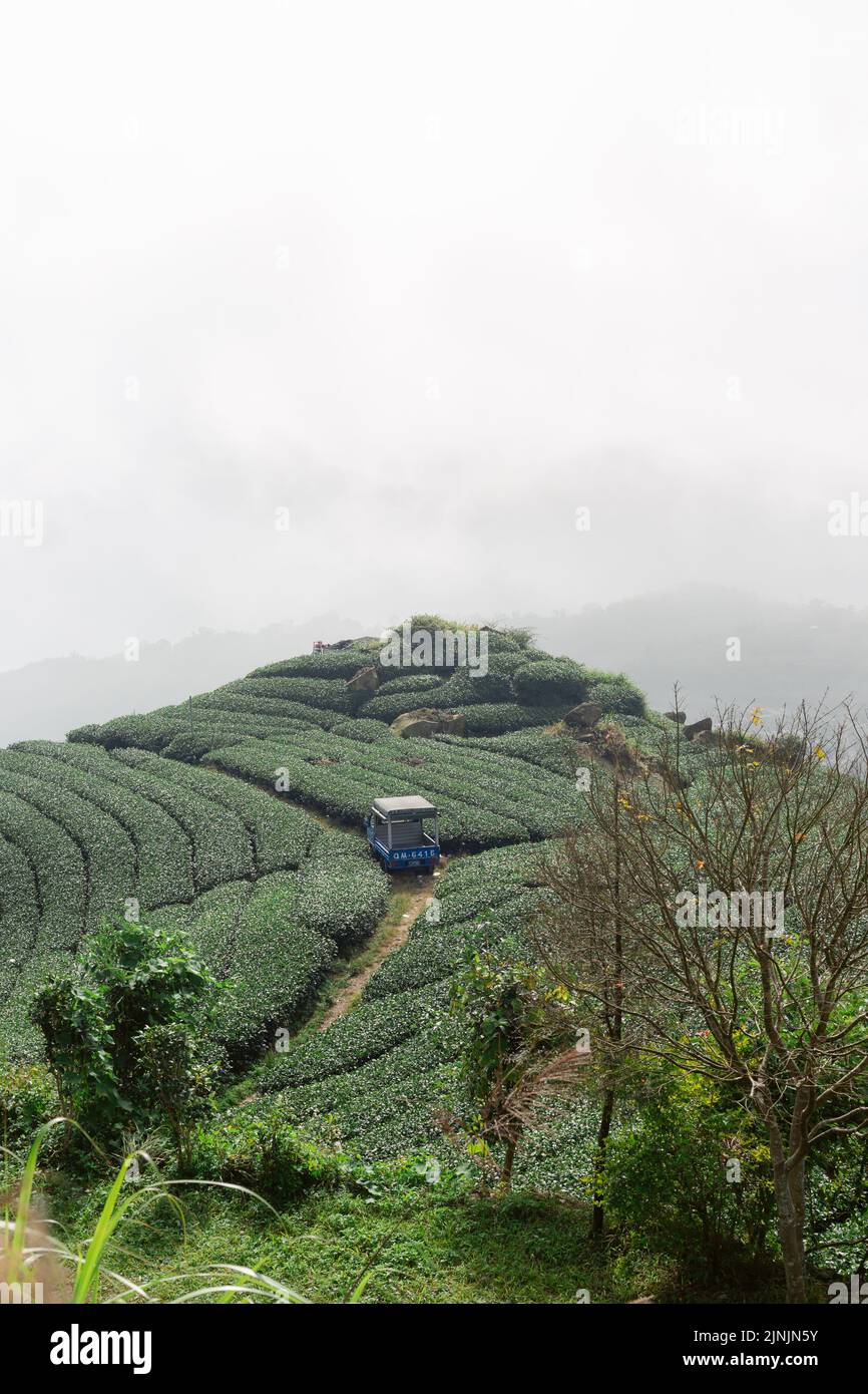 An aerial view of Oolong tea field surrounded by trees in Taiwan Stock Photo