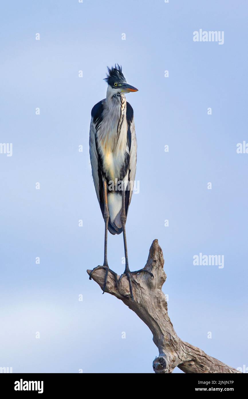 cocoi heron (Ardea cocoi), looking out on a dead branch, Brazil, Pantanal Stock Photo