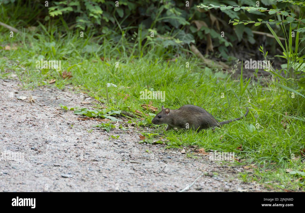 Brown rat, Common brown rat, Norway rat, Common rat (Rattus norvegicus), at a wayside, Germany Stock Photo