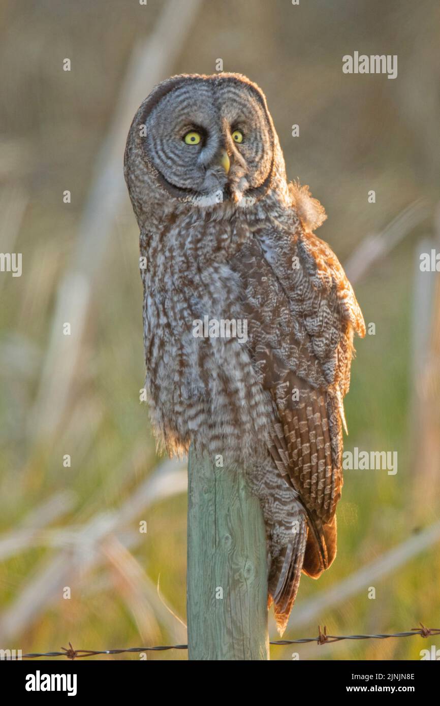 great grey owl (Strix nebulosa), perched on a wooden post, Canada, Manitoba, Riding Mountain National Park Stock Photo