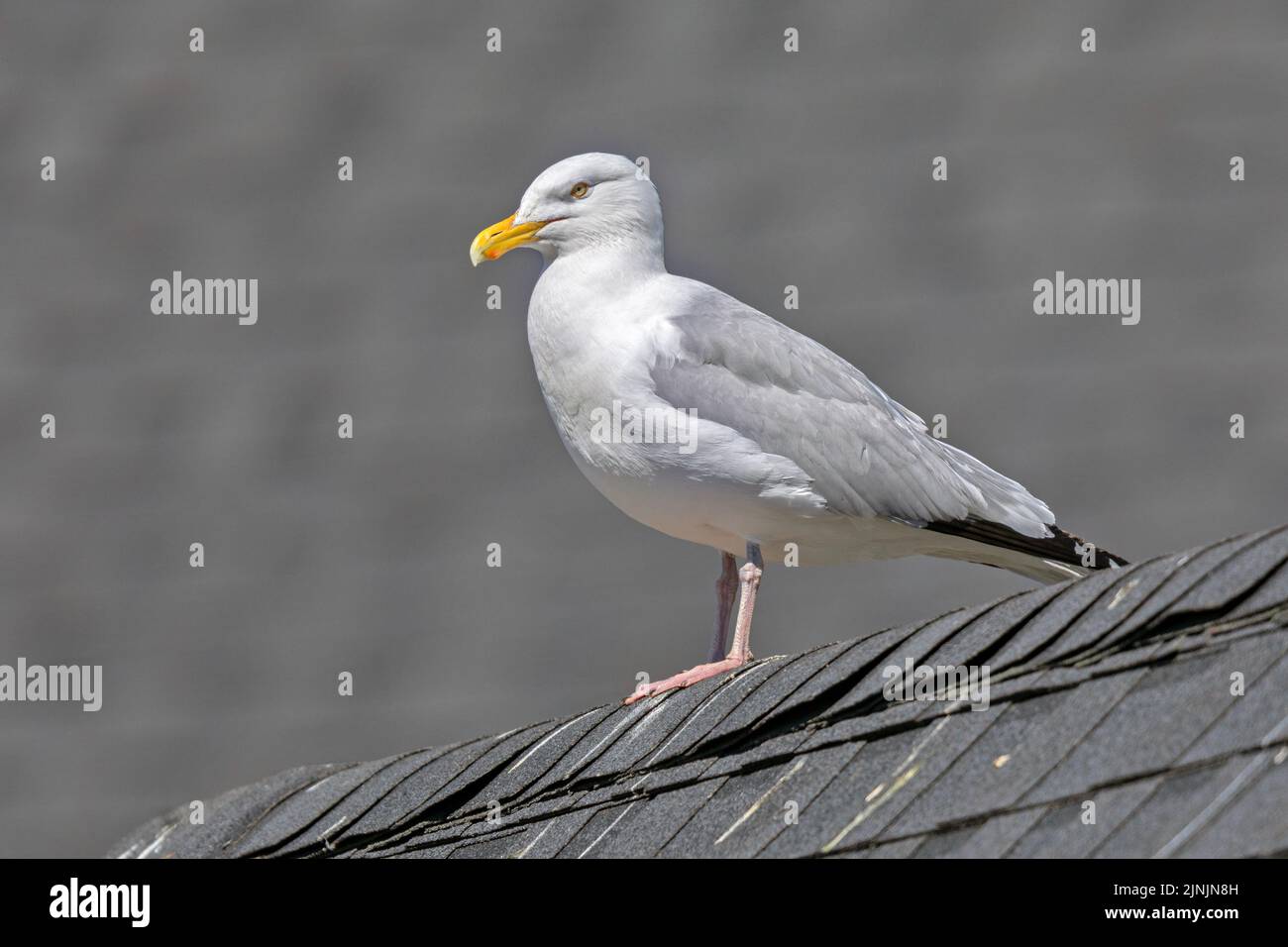American Herring Gull (Larus smithsonianus), perching in breeding plumage on a roof ridge, side view, Canada, Manitoba, Hecla-Grindstone Provincial Pa Stock Photo