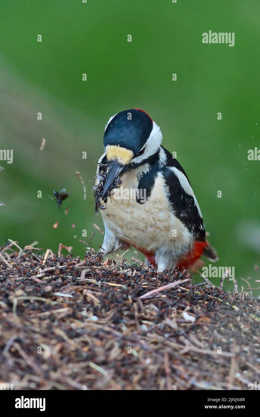 Great spotted woodpecker (Picoides major, Dendrocopos major), male collecting wood ants on an anthill, front view, Germany Stock Photo